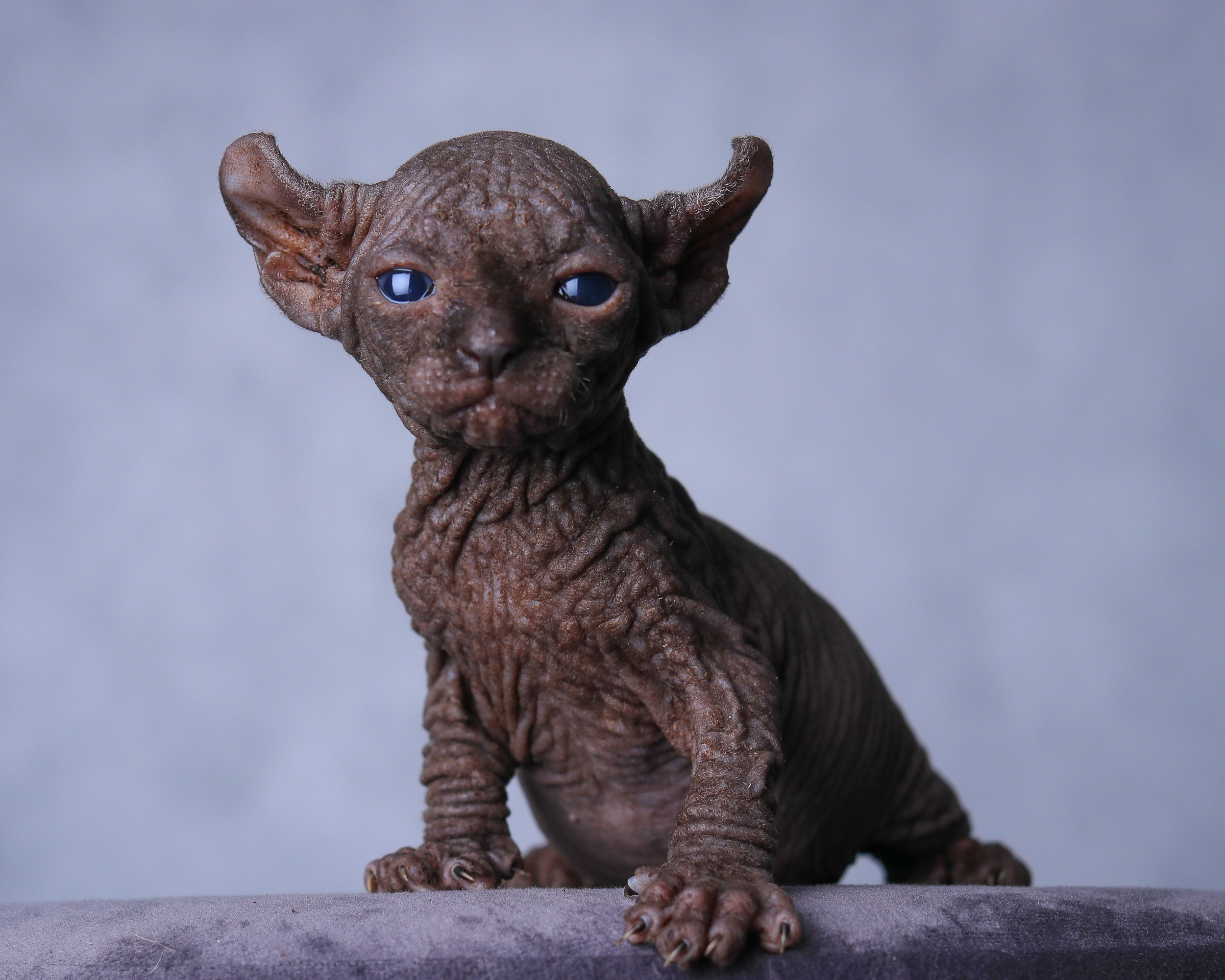 Животные. Семейный и детский фотограф в Москве Ольга Мэй