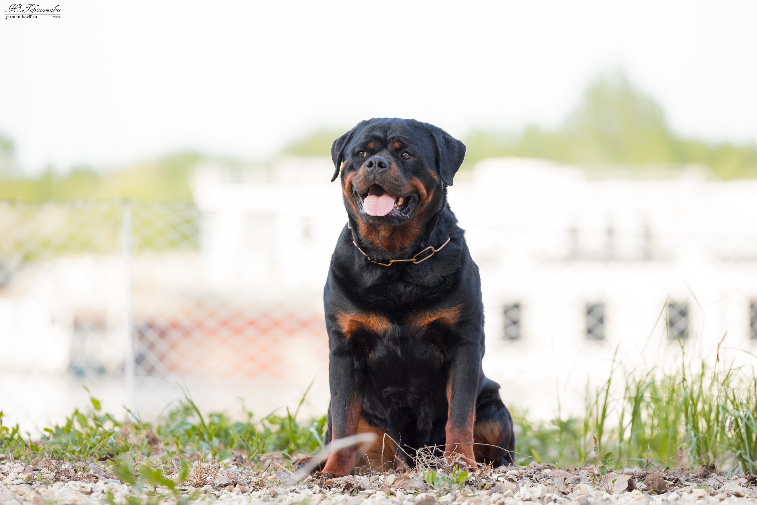 Саратов 2 х моно ротвейлеров 28-29.04.2024. Фотограф-анималист Юлия Германика