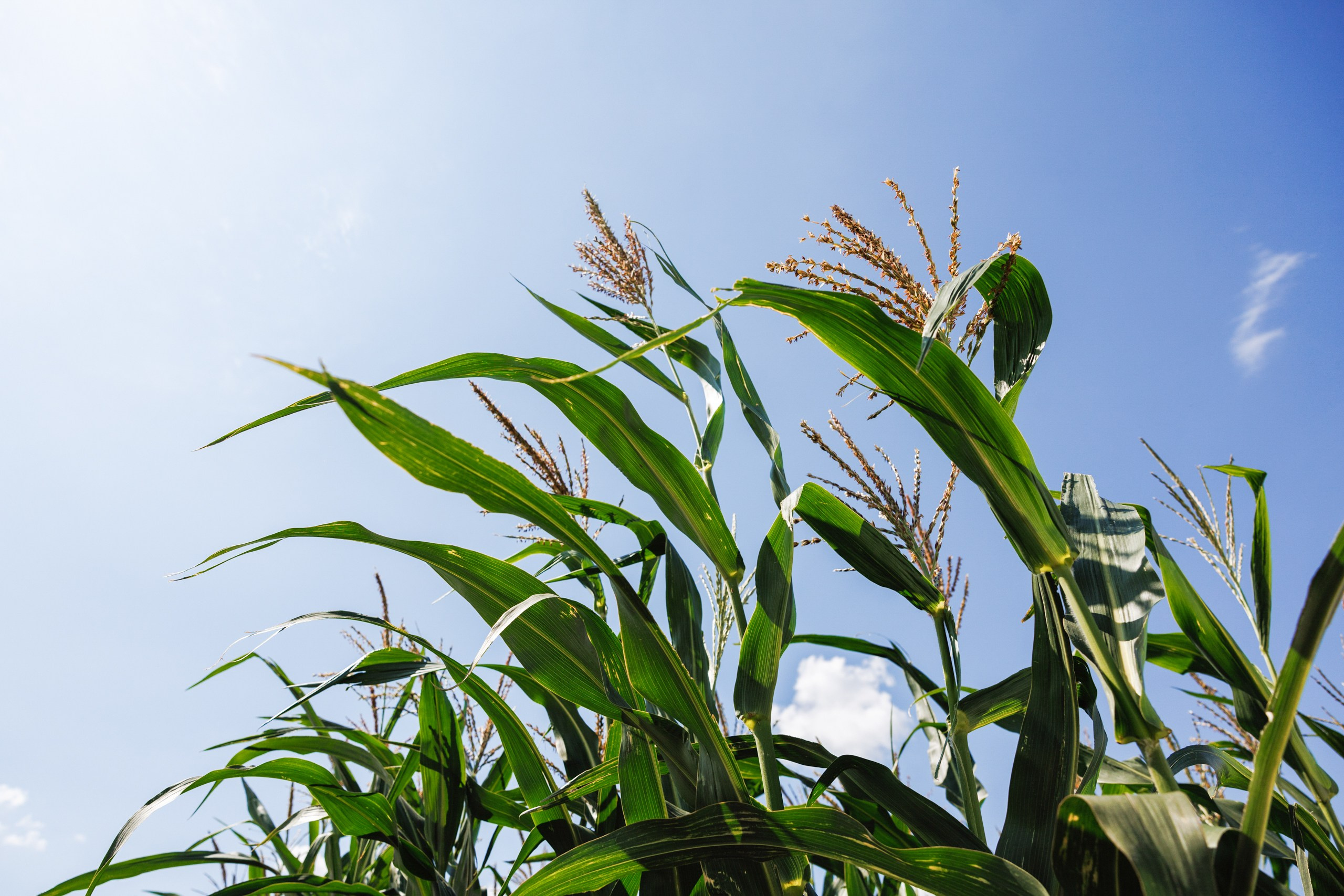 День Поля 2025 Волгоград. Фотограф Ставрополь Петр Голубенко