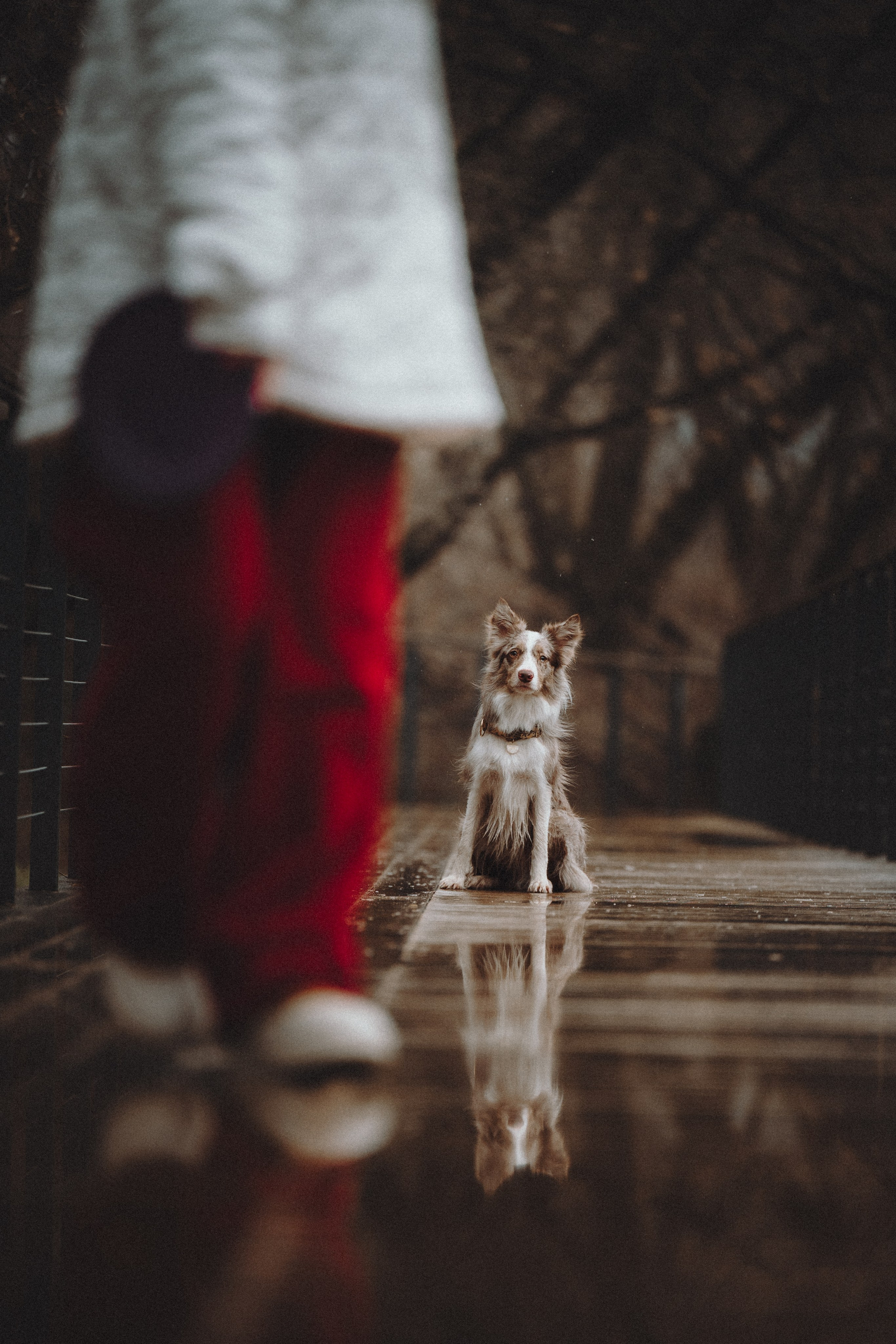 Аня и Дэймон. Семейный фотограф анималист Ананьева Мария — Москва