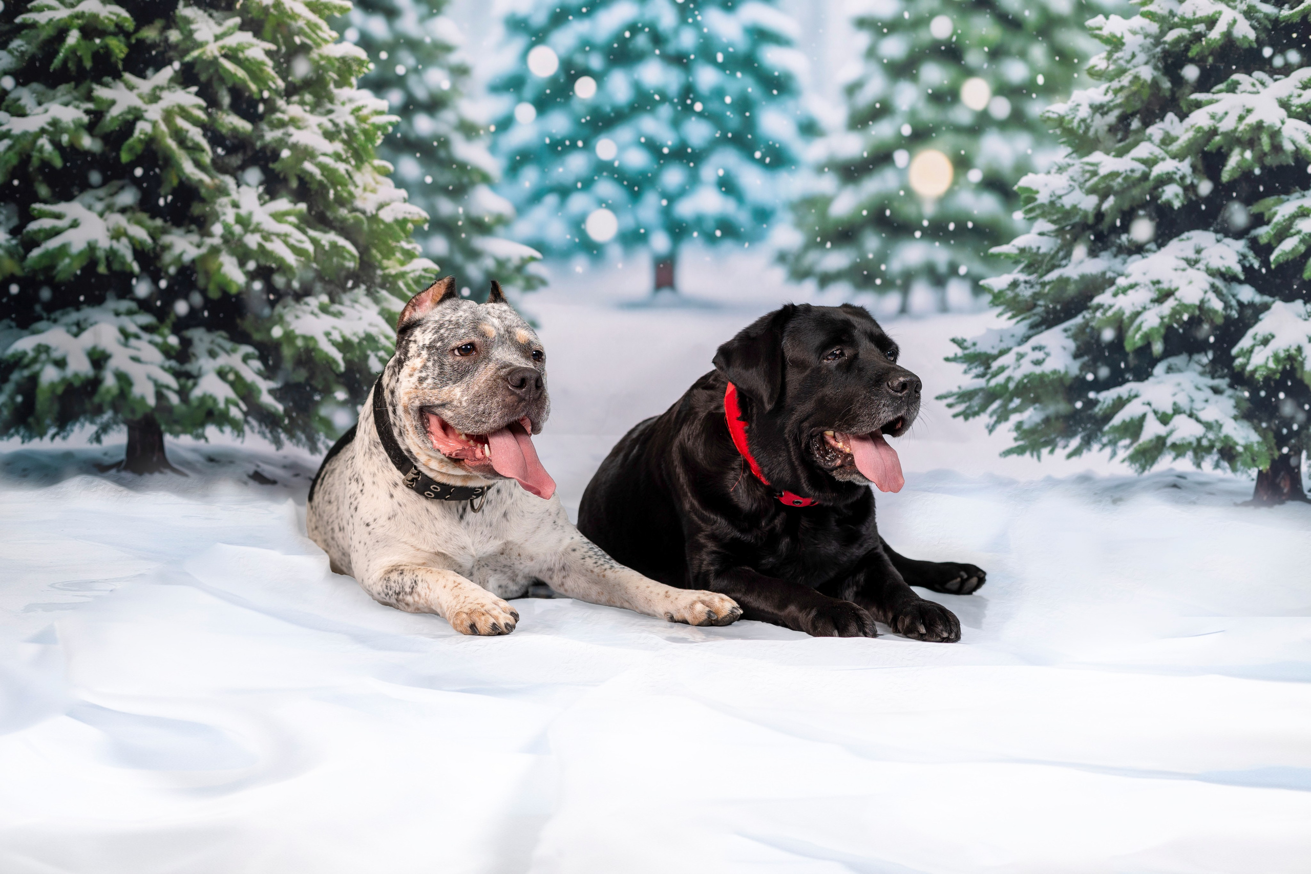 Катерина и ее любимцы. Фотограф 📸 семейный, предметный, репортажный