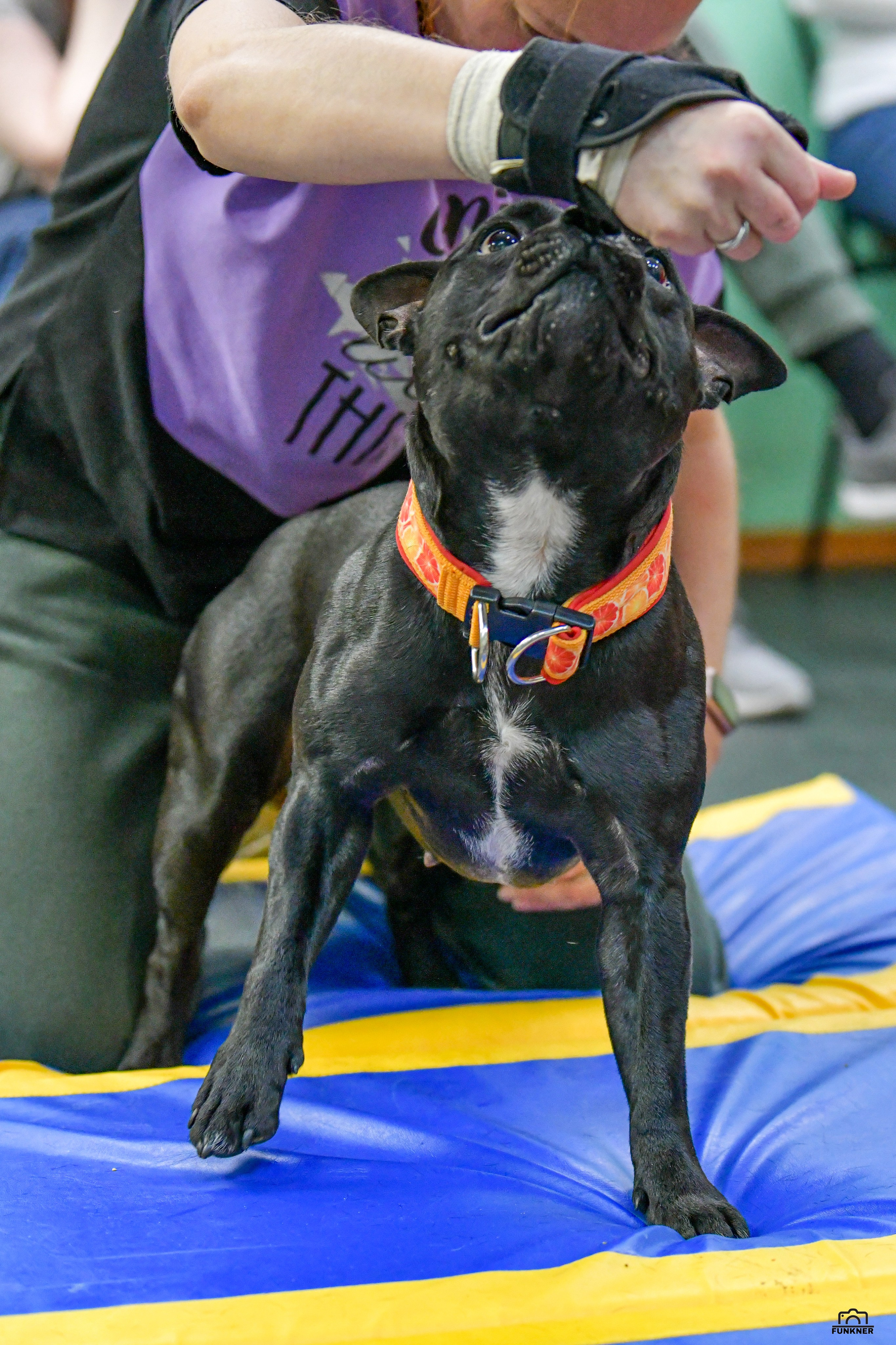 Кинологический клуб «Бодрый хвост». Свой взгляд через объектив