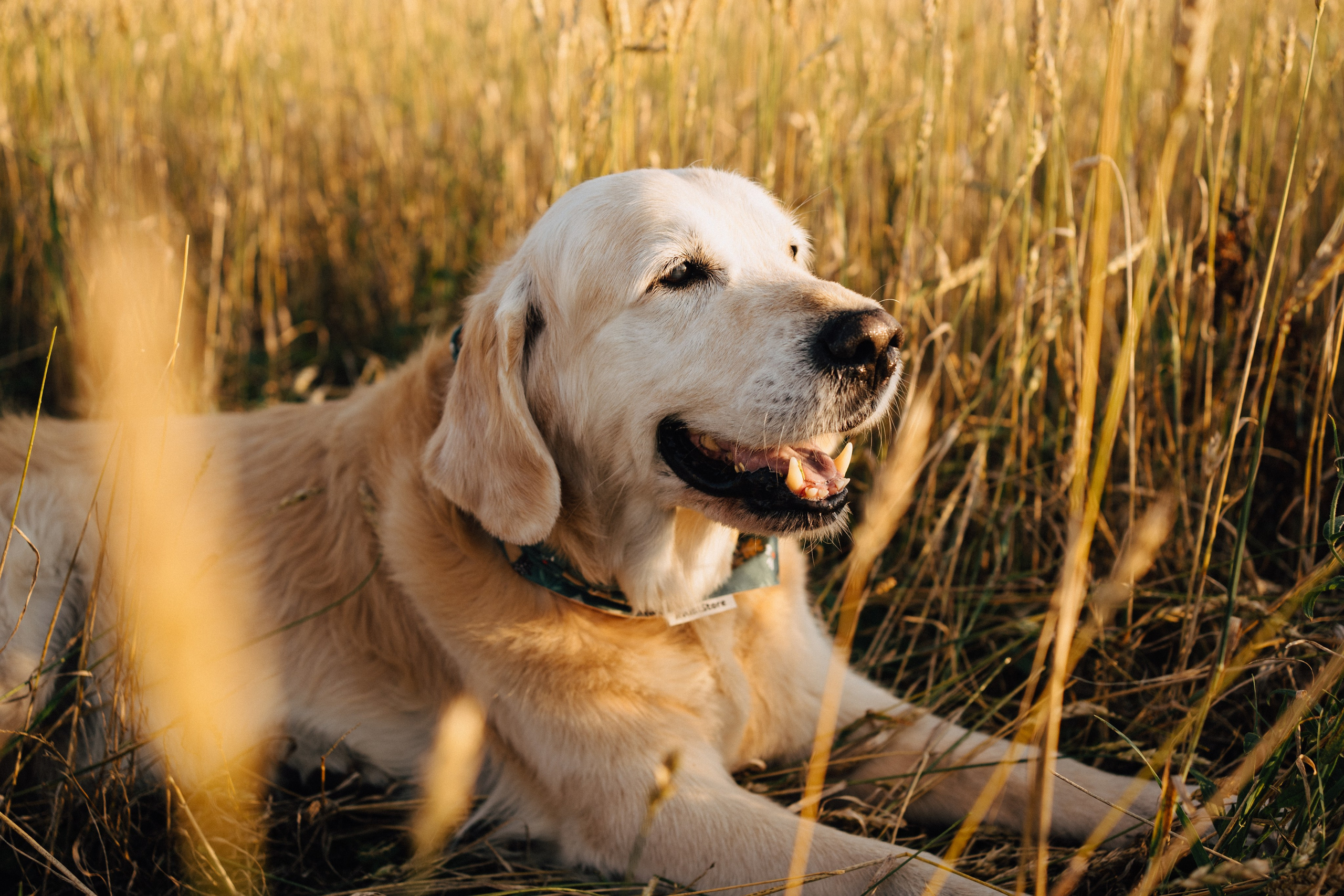 Дарья, Люба и Ред. Фотограф-анималист Анастасия Большакова