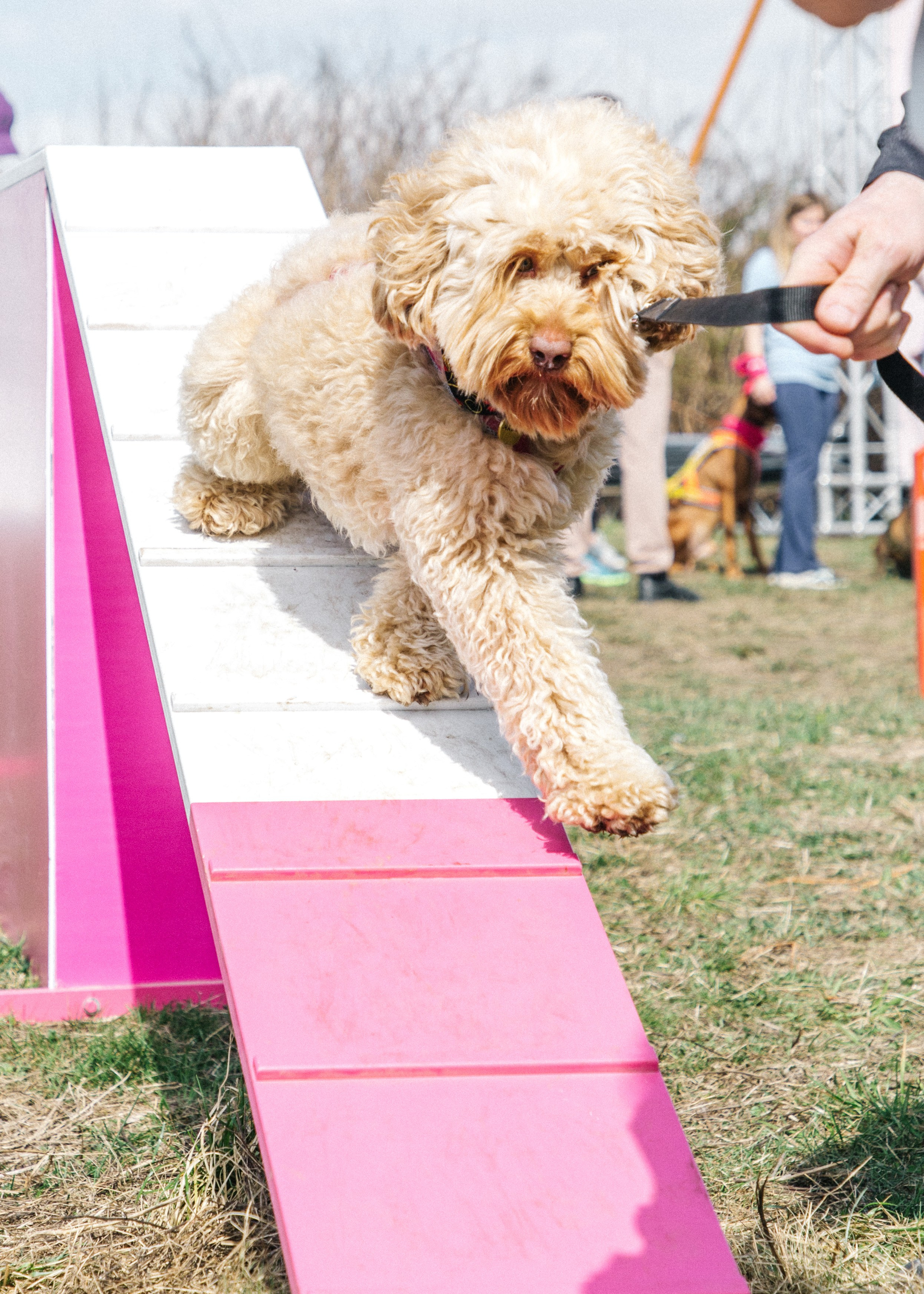 Кросс «Быстрый пёс» 2025. Репортажный фотограф в Москве