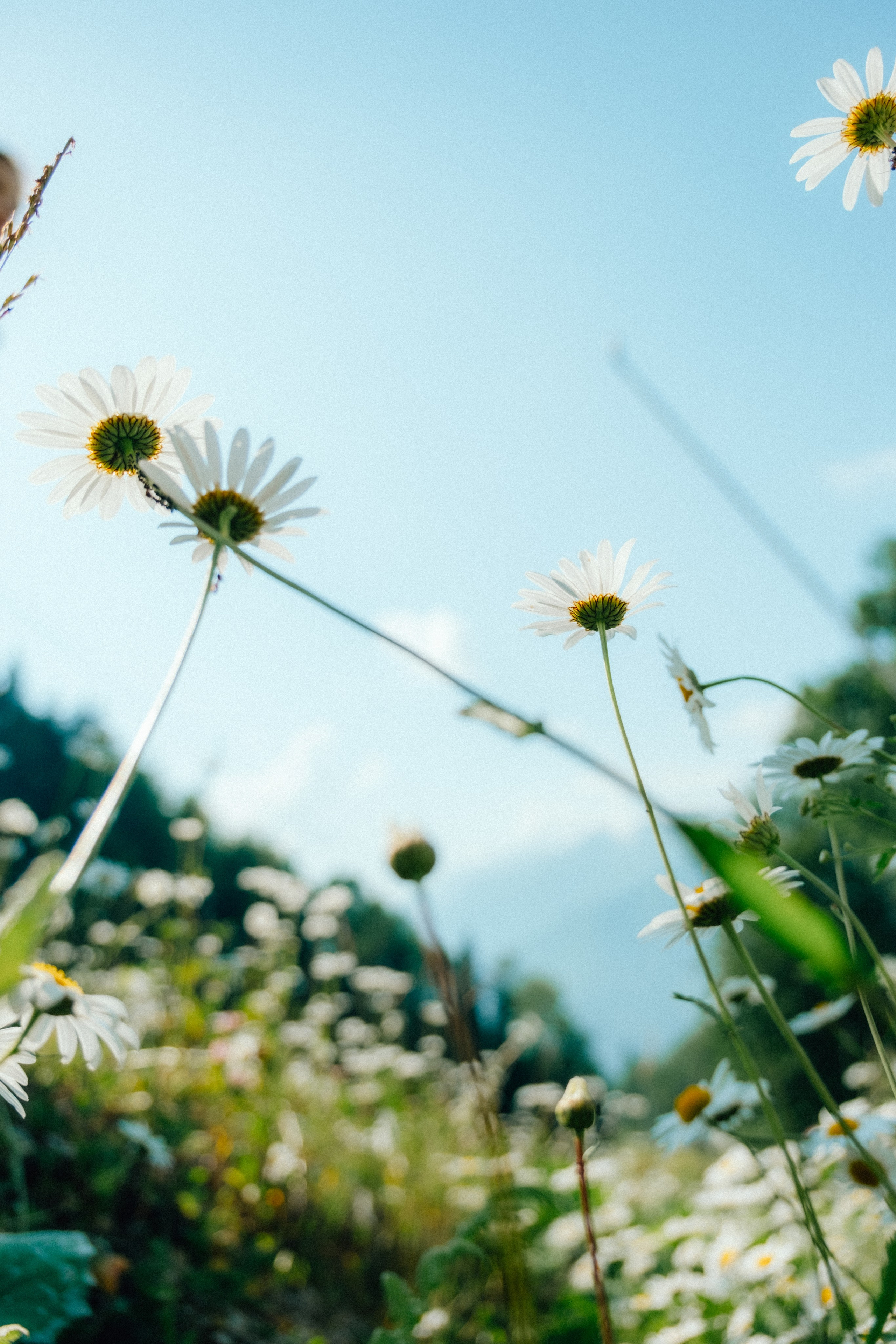 Ромашковые вершины. Репортажный фотограф в Сочи Екатерина Вежливцева