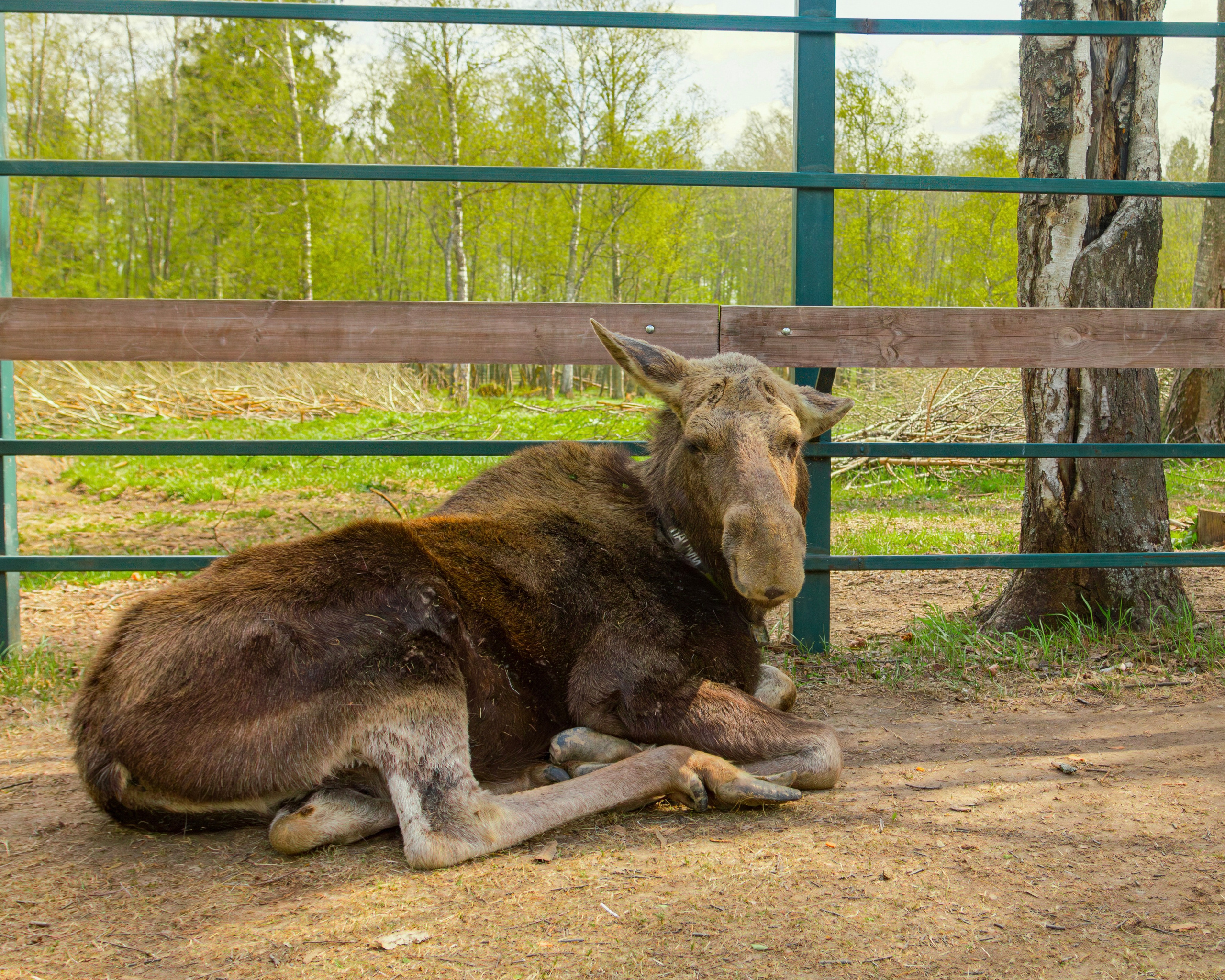 Лосеферма Сумароково. Фотограф Илья Варакин