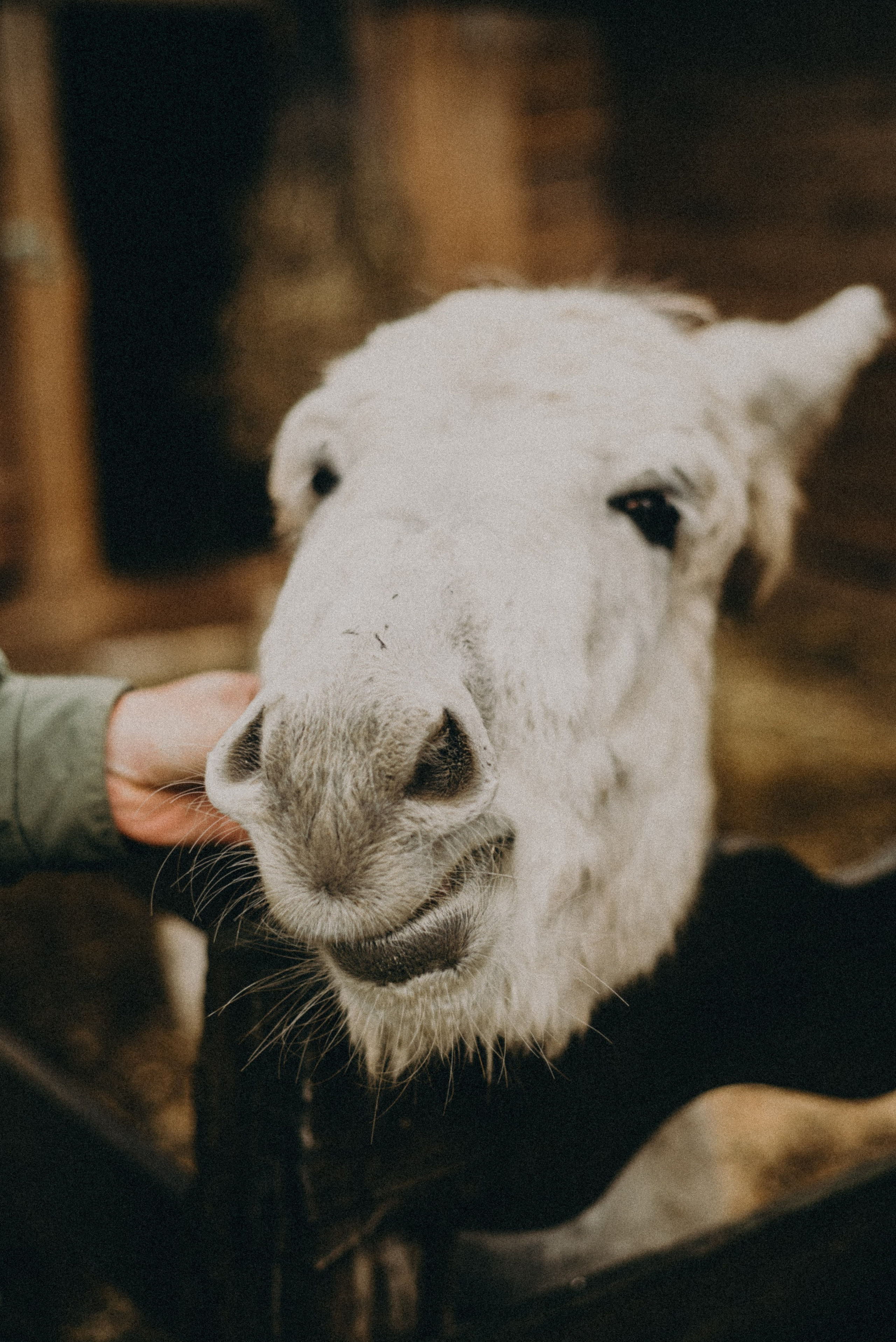 Сирин. Anita_photo