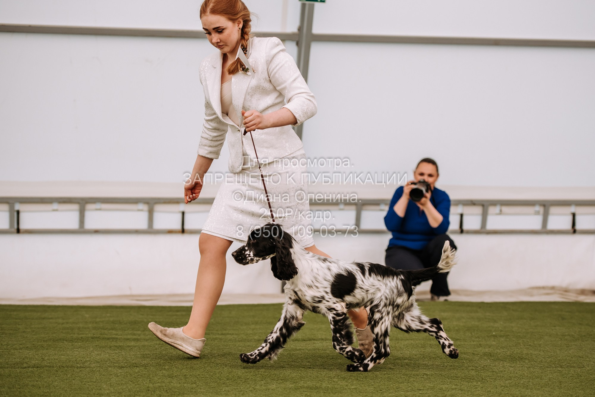 Выставка собак Красноярск 2.06. Фотограф Диана Оленина Красноярск / Братск