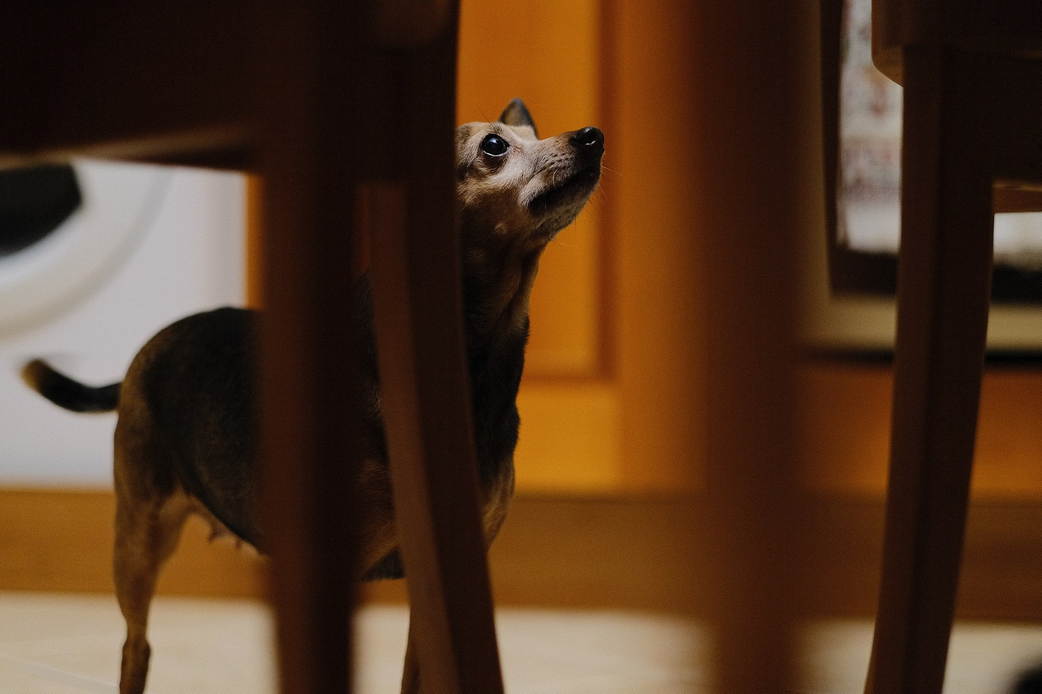 Лиса, Рада и их люди. Дмитрий Бречалов