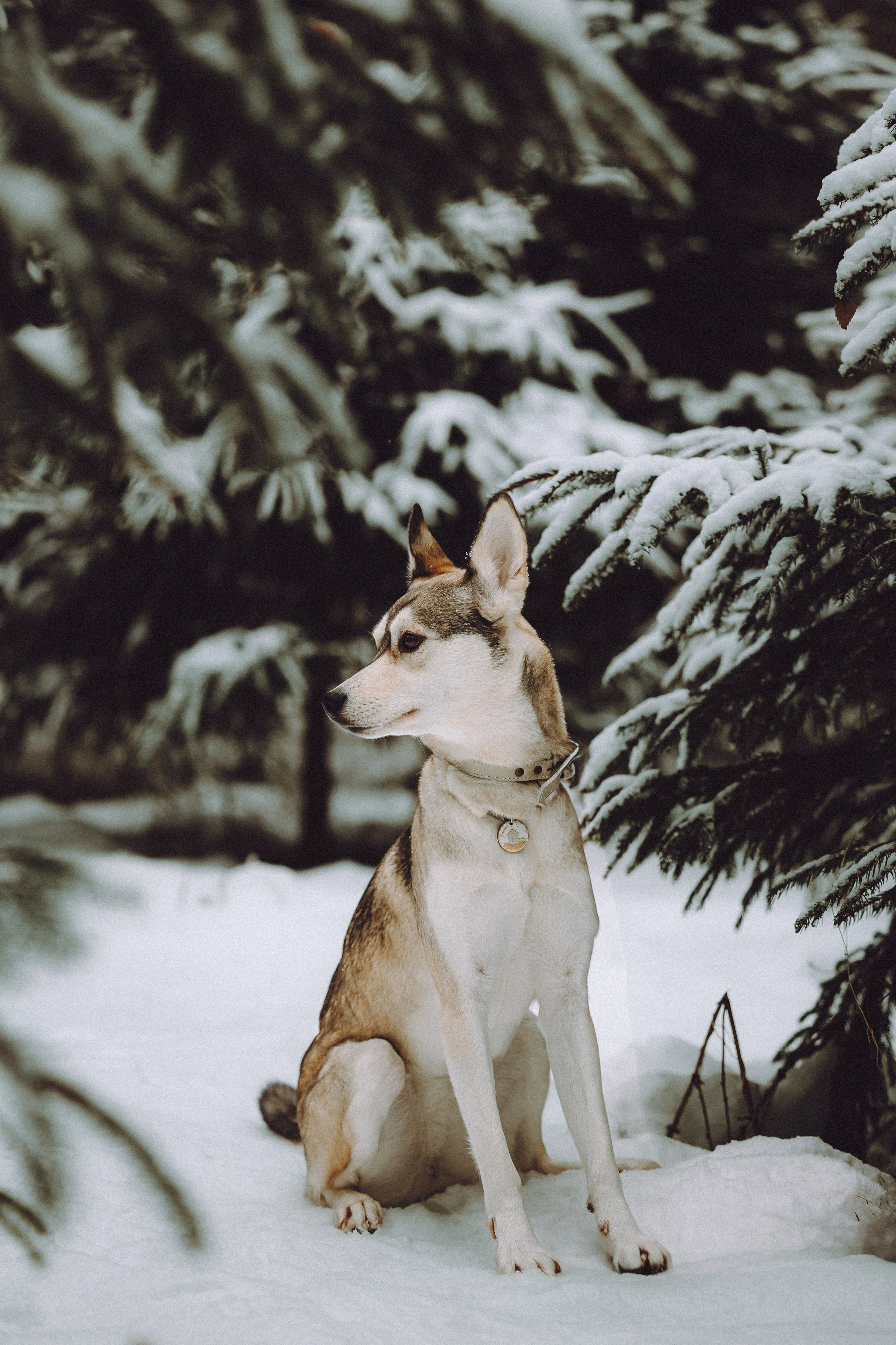 Аня и Рокси