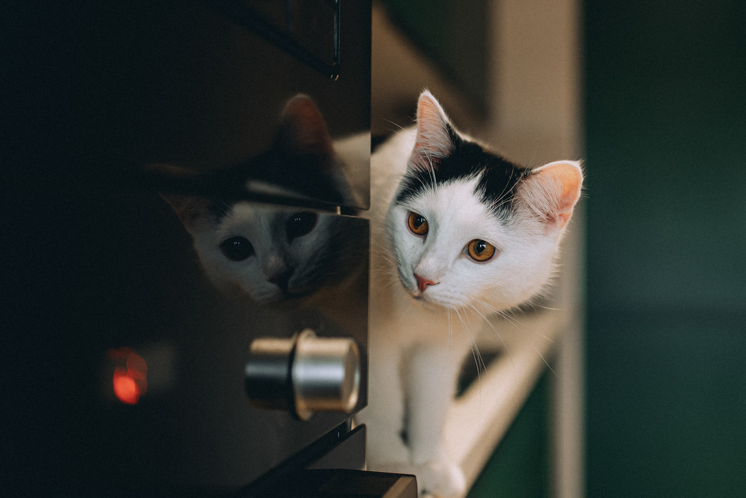 Рыся, Кепа и их семья