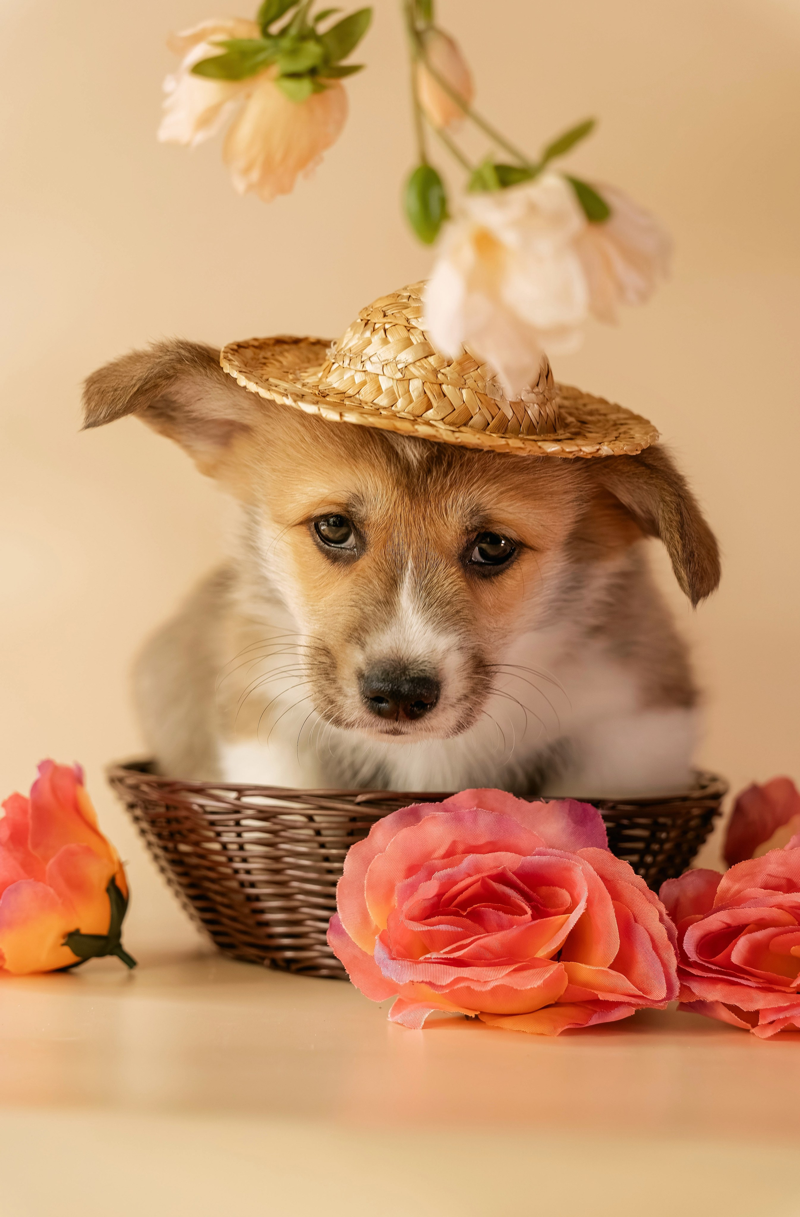 Щенки. Семейный фотограф анималист г. Находка