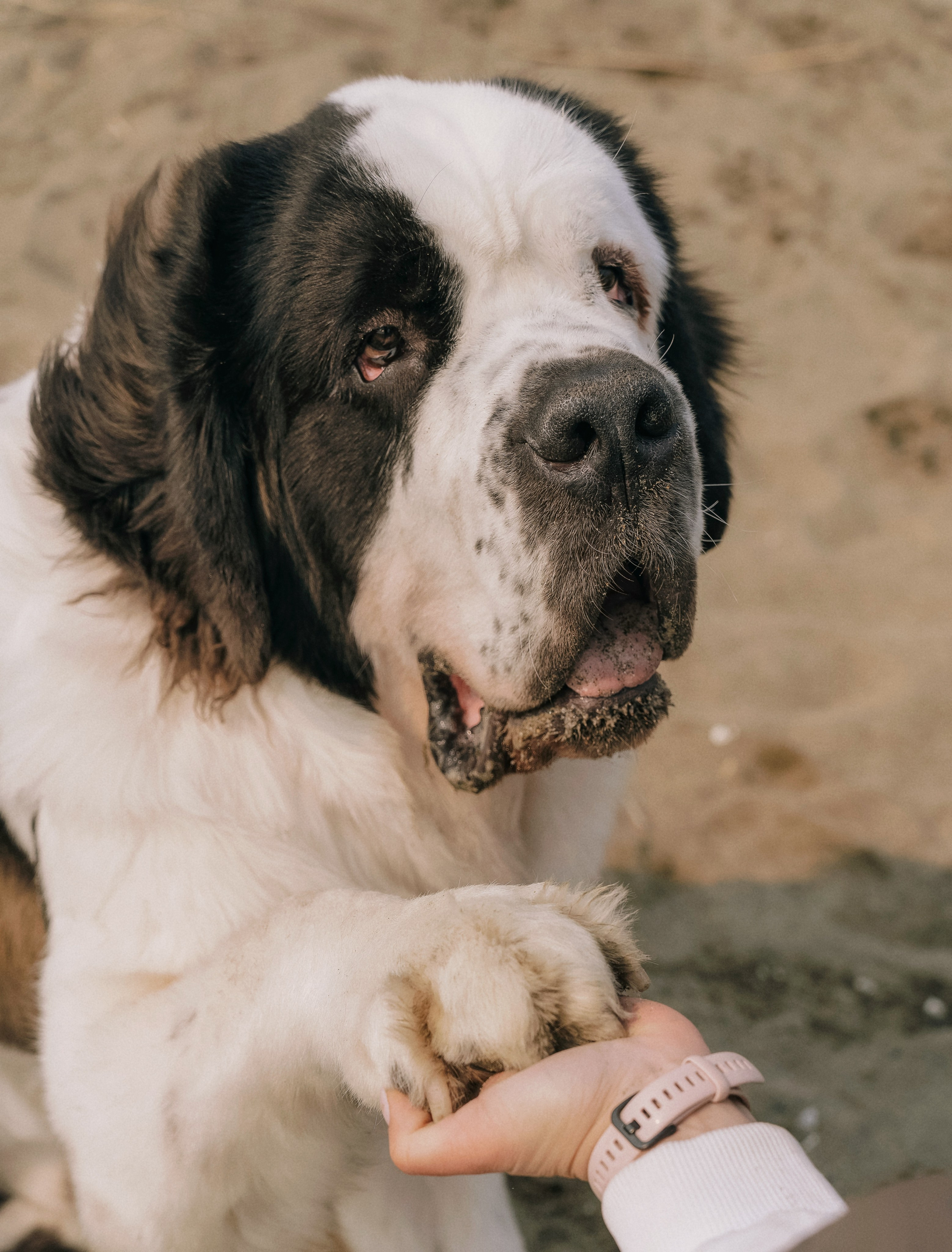 Мария и Чак. Семейный фотограф анималист г. Находка
