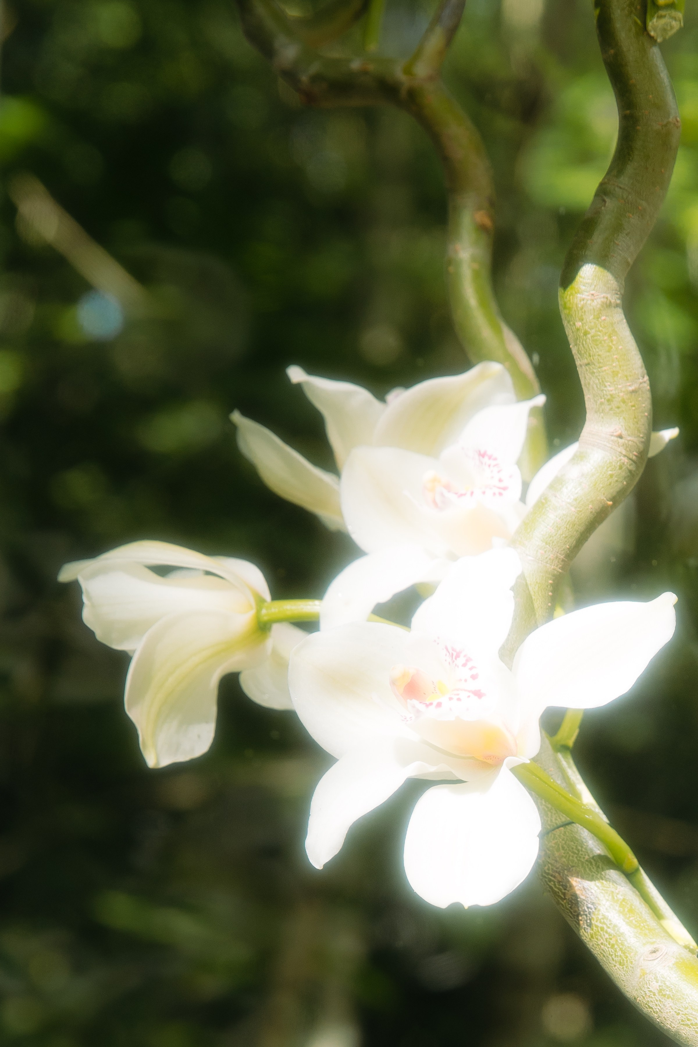 Анна и Сергей. Свадебный и портретный фотограф в Москве и Санкт-Петербурге
