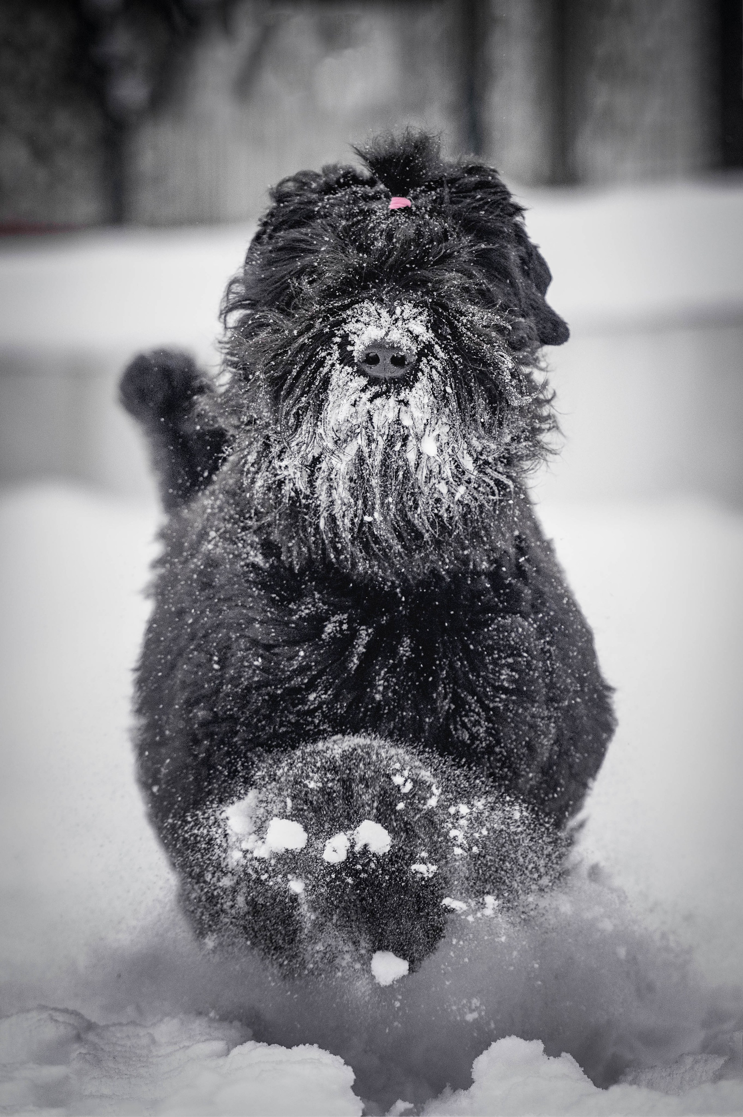 Клео. Фотограф-анималист
