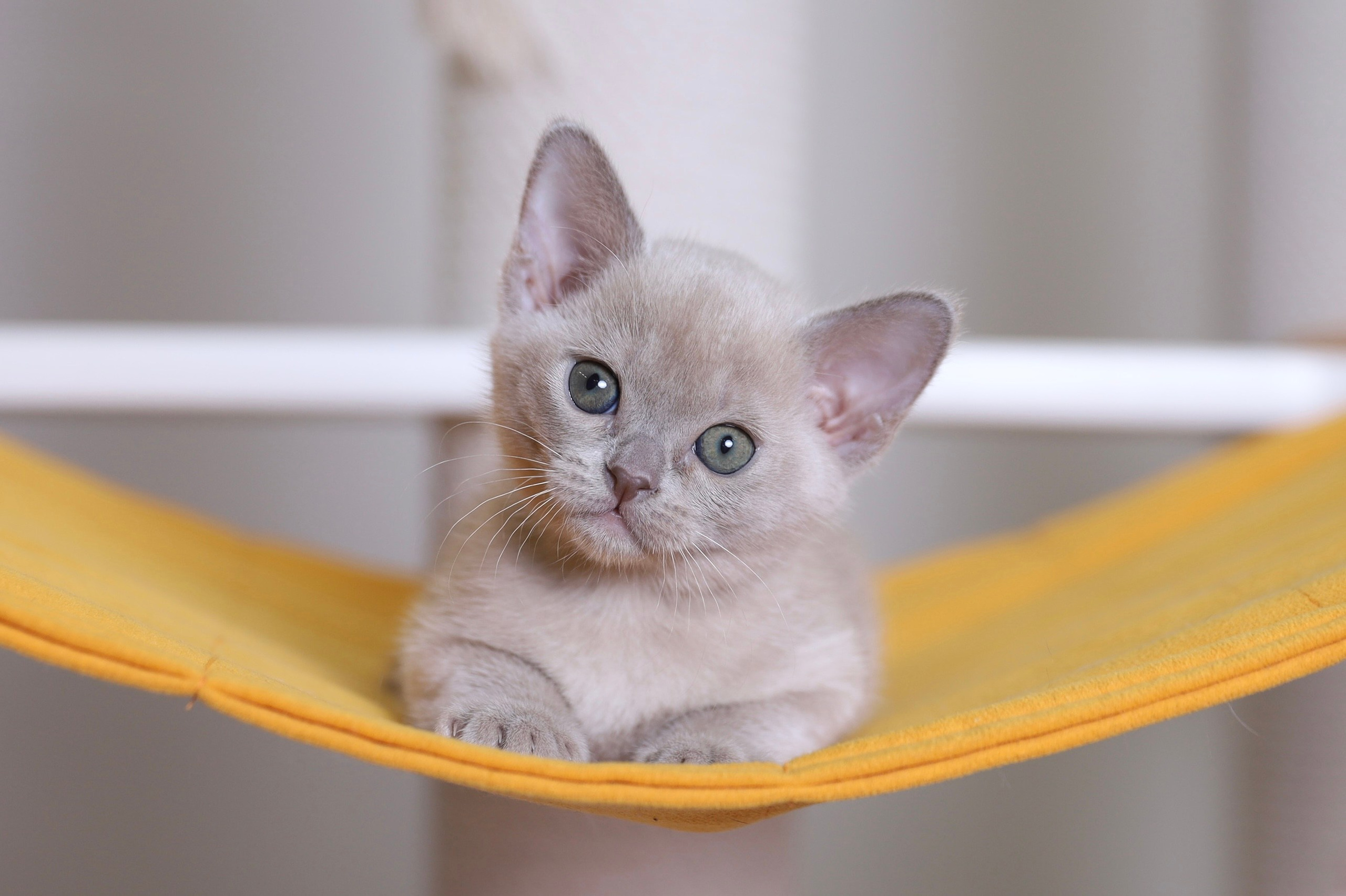 В. Cash. Cattery “Bouncy Life”