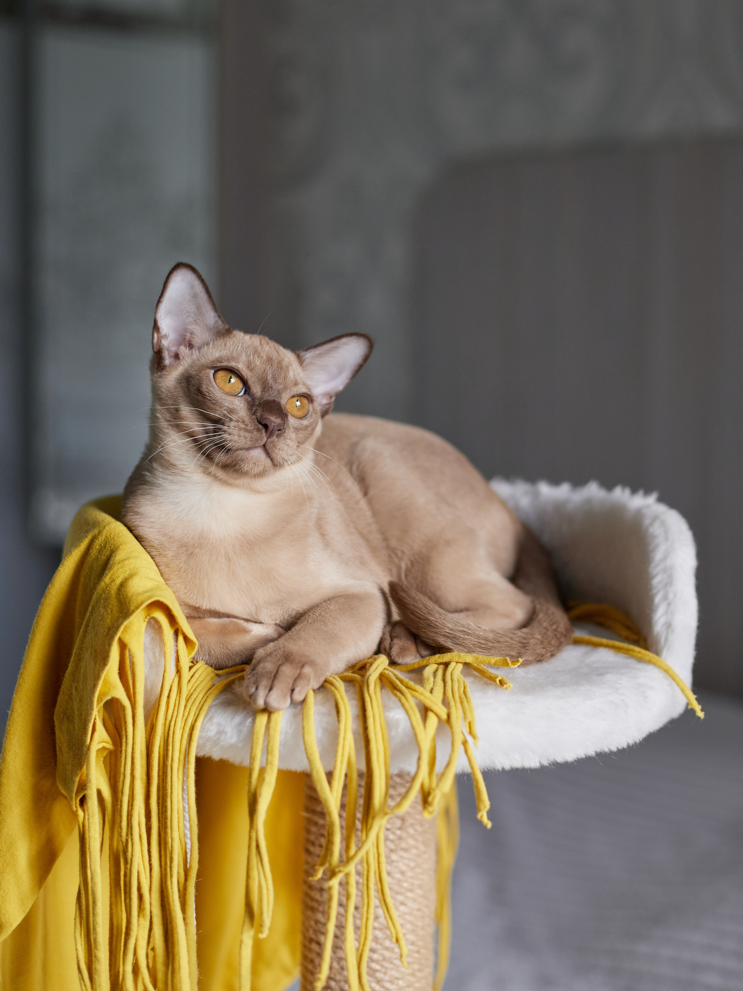 Jony (Уфа). Питомник «Bouncy Life»