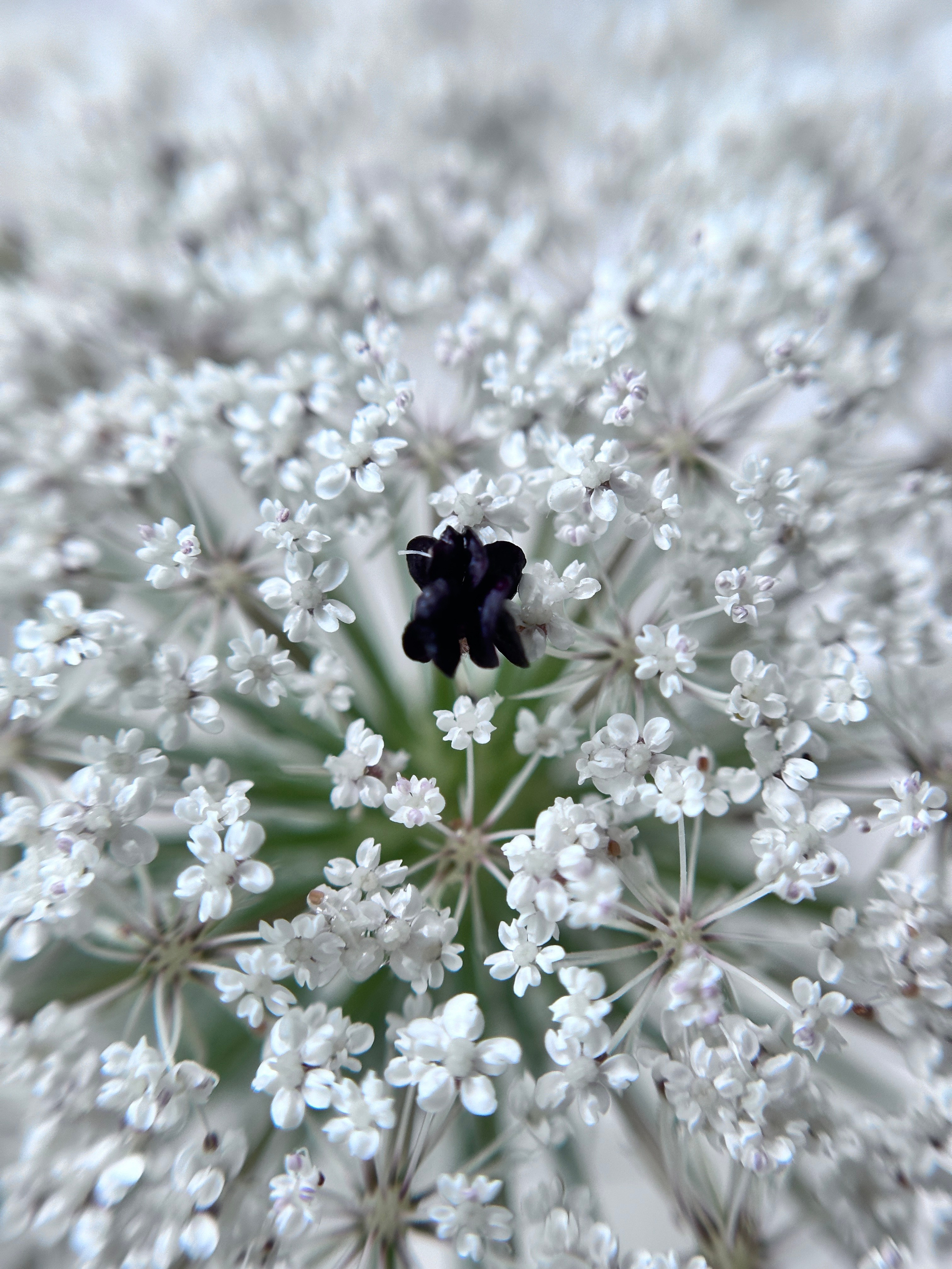 Макро любовь. Смотри, красота!