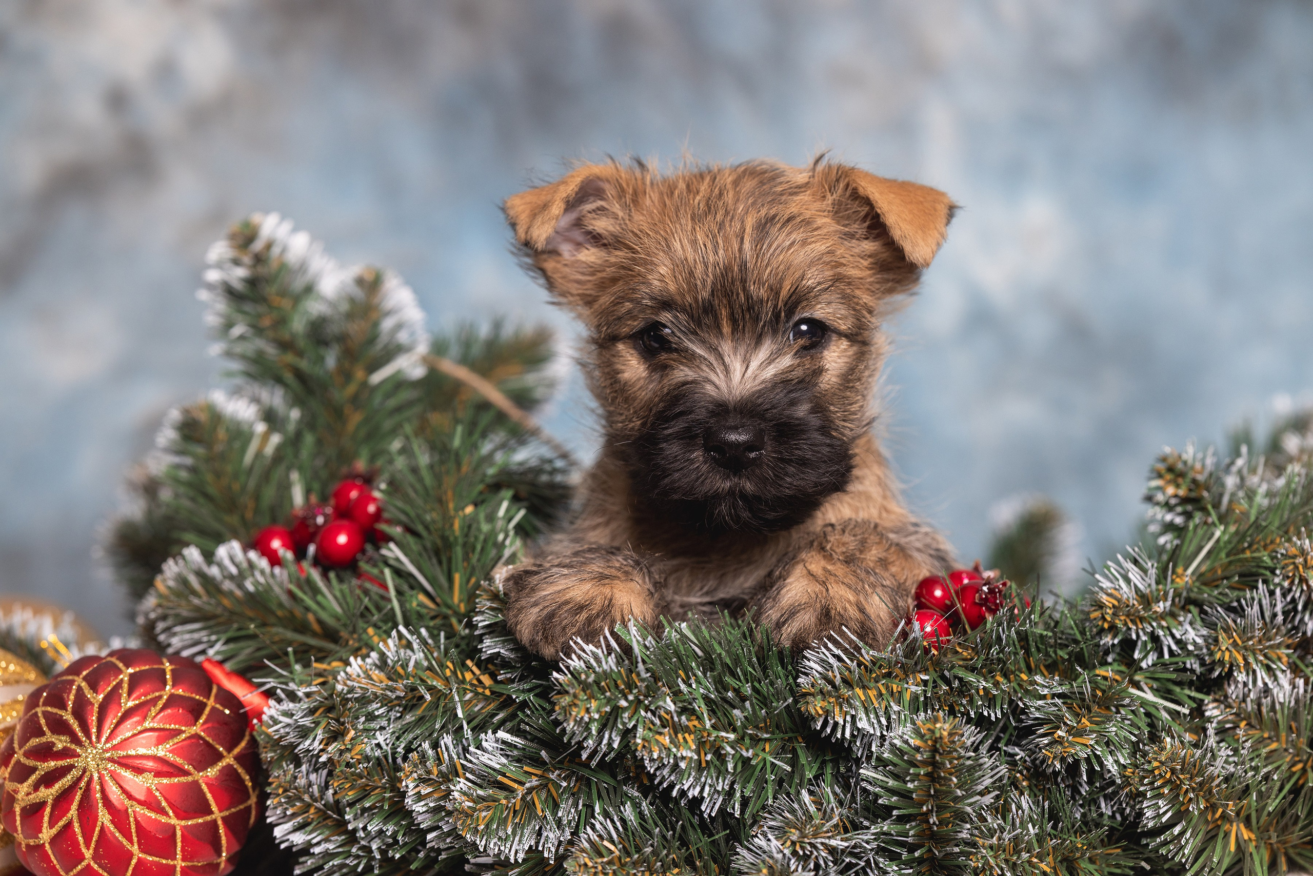 Хвостатый Новый Год. Фотограф Алена Звездина