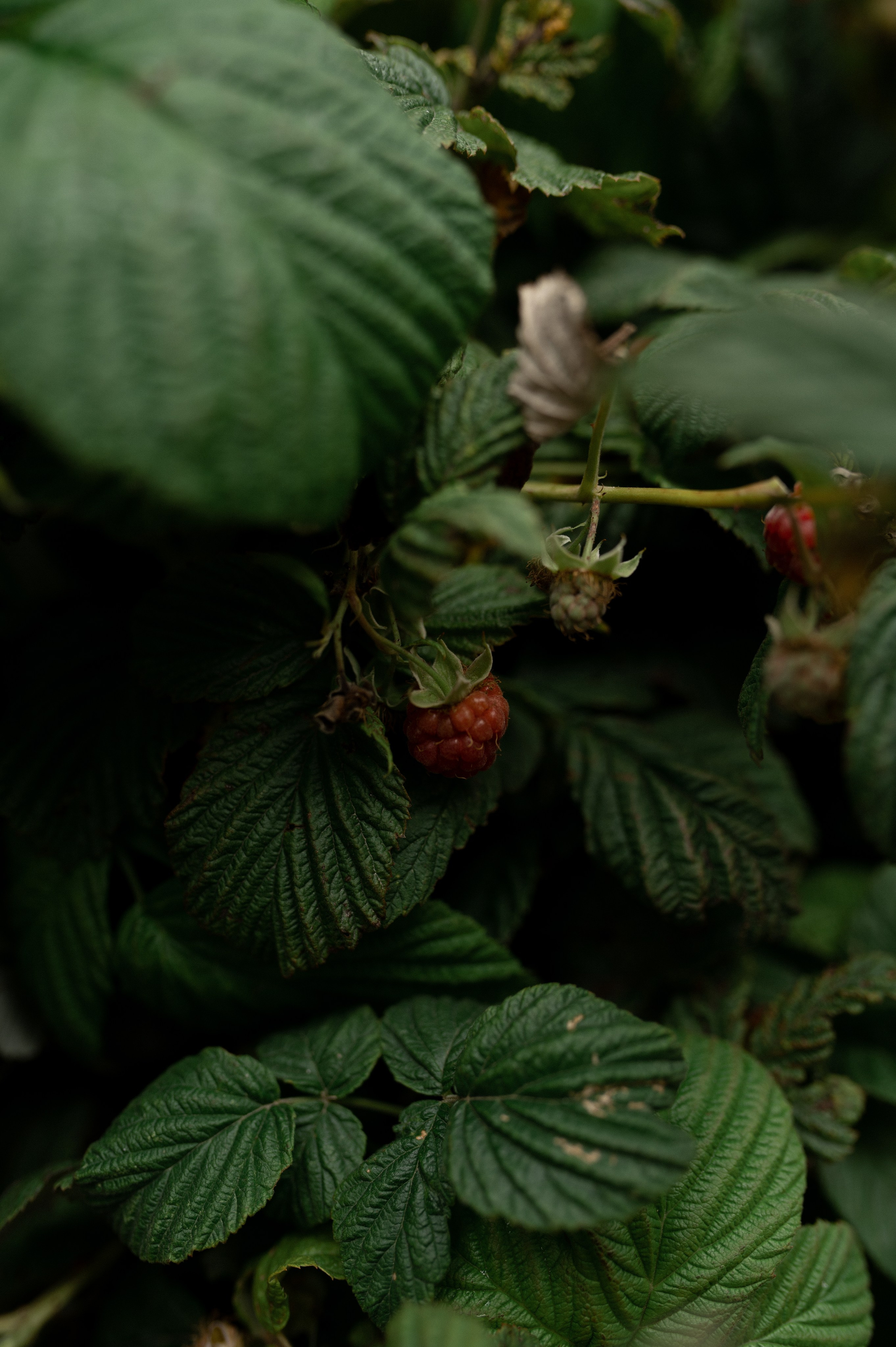Коля & Вика. Оформление свадеб, декор свадеб Вера Маркова, Москва