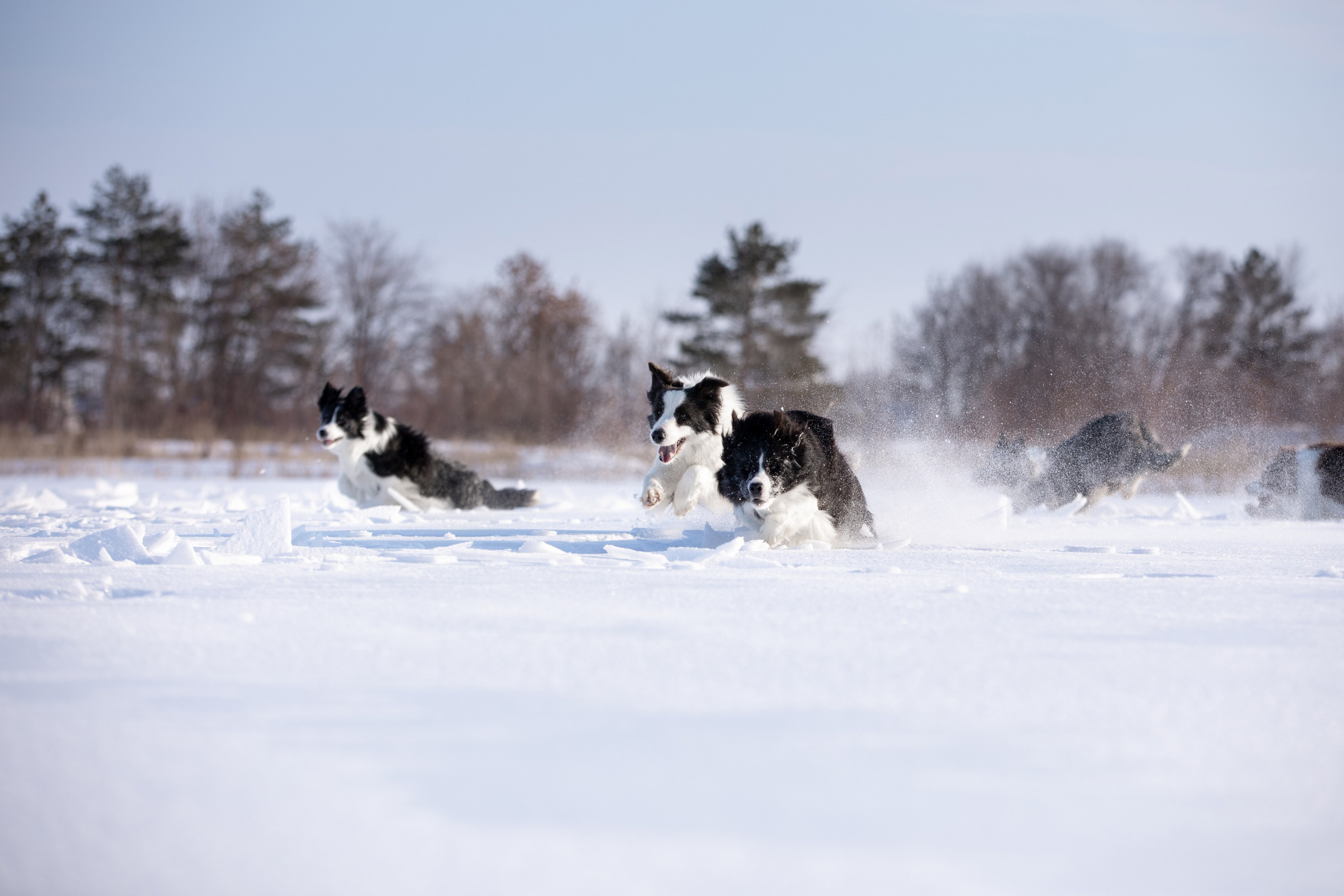 Мороз и солнце. О нас