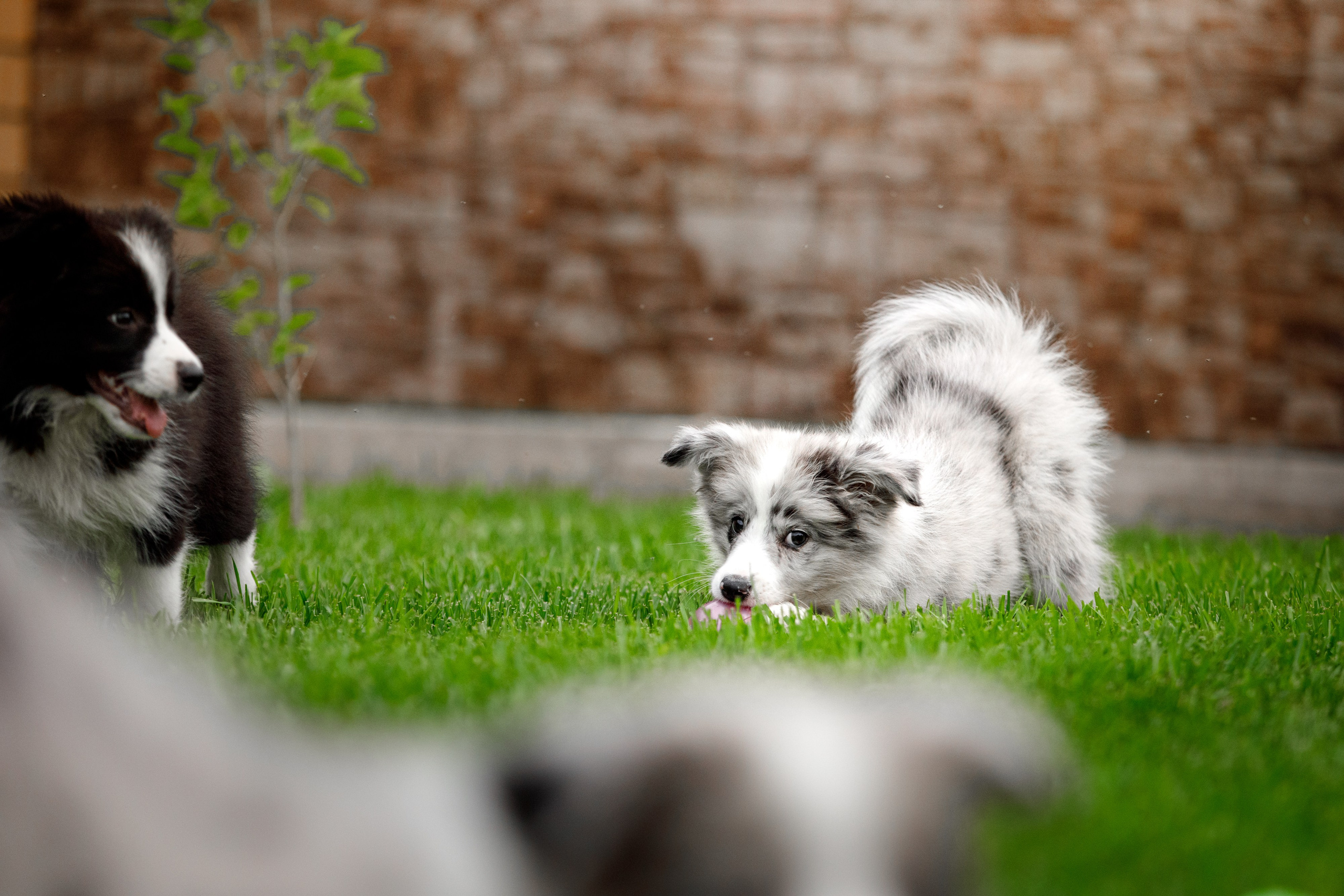 Болтовня в саду. О нас