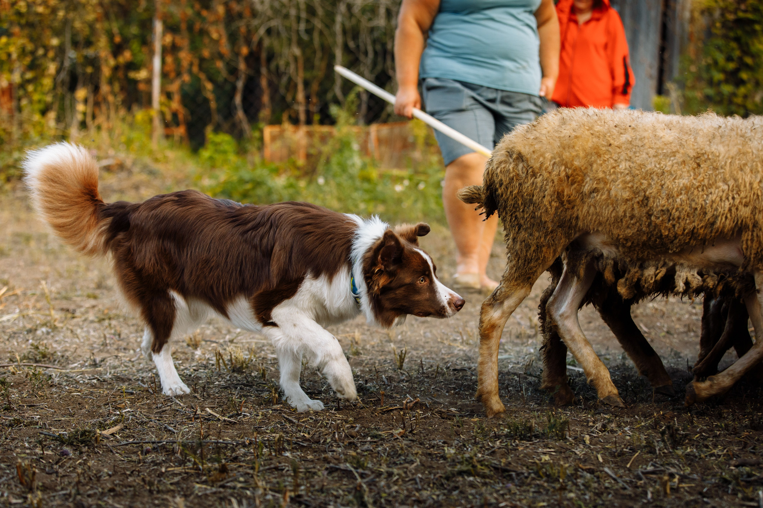 Овечий день. О нас