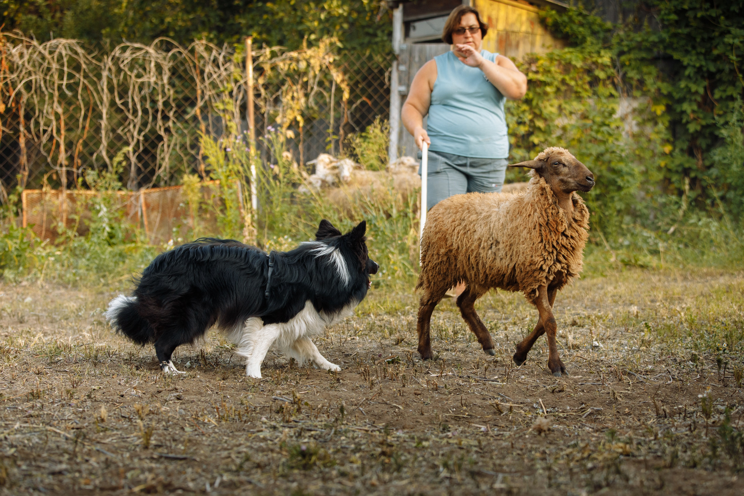 Овечий день. О нас