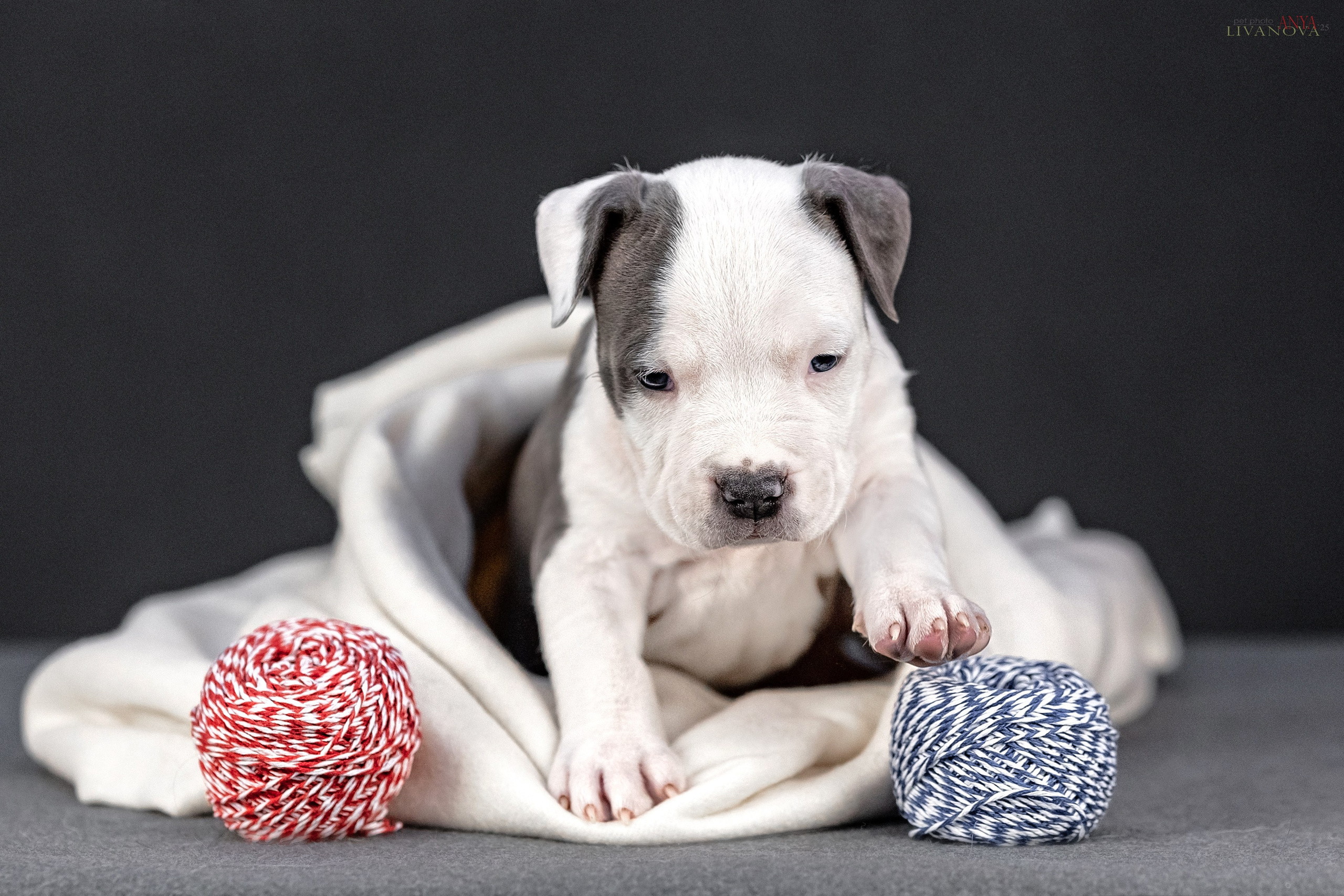 Стаффик. Фотограф анималист Аня Ливанова | Рыбинск