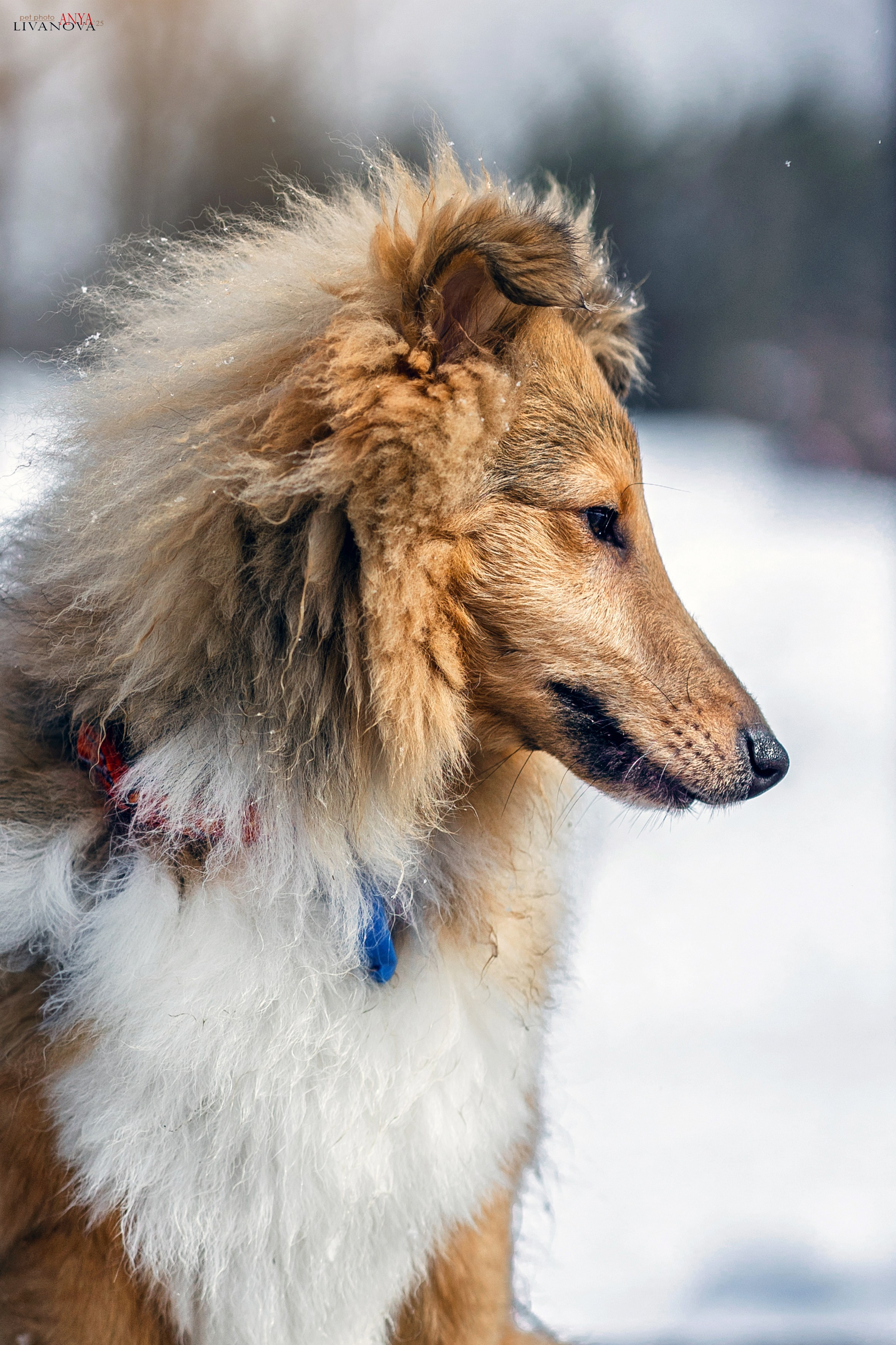 Матэо. Фотограф анималист Аня Ливанова | Рыбинск