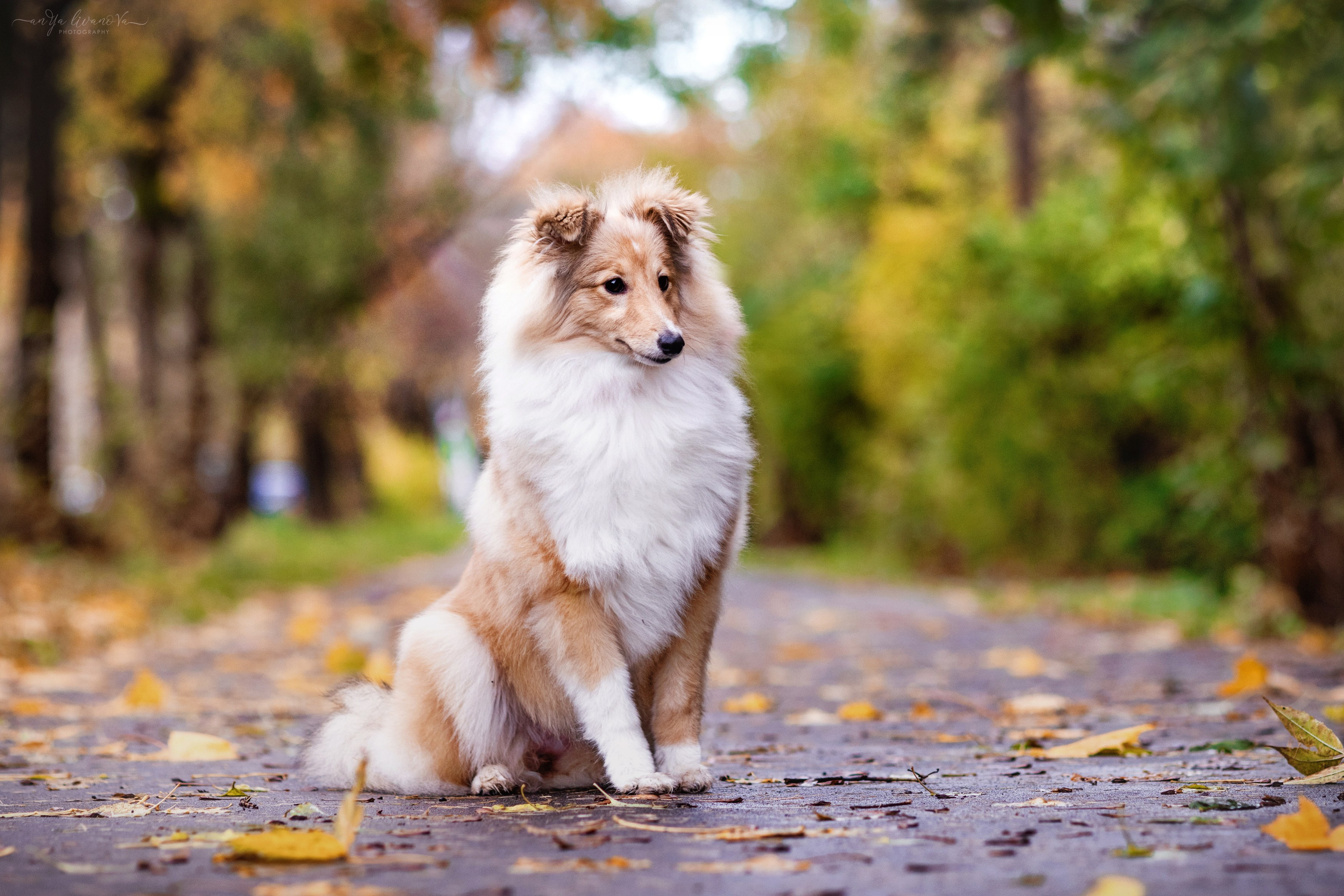 Бетти. Фотограф анималист Аня Ливанова | Рыбинск