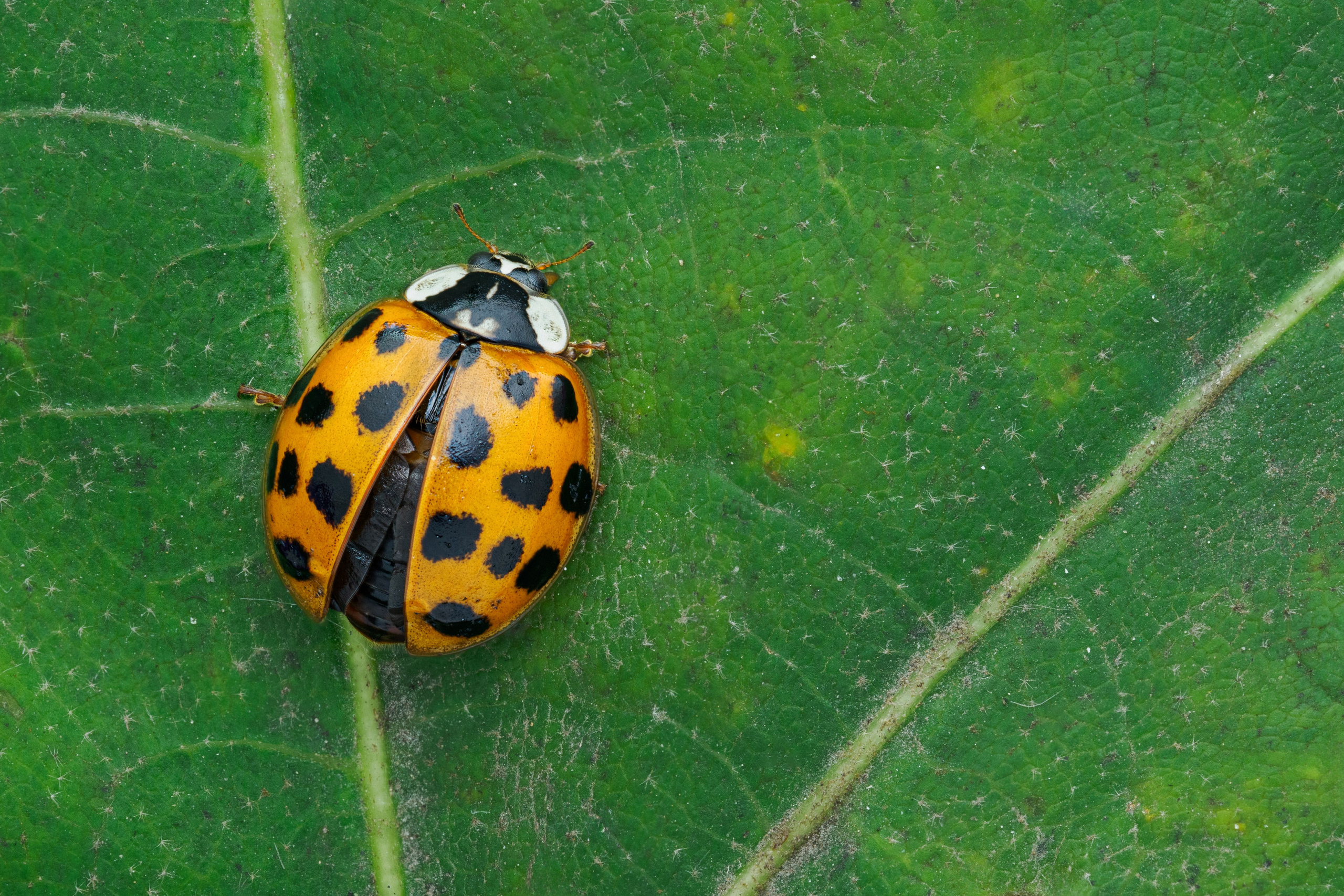 Божья коровка-арлекин