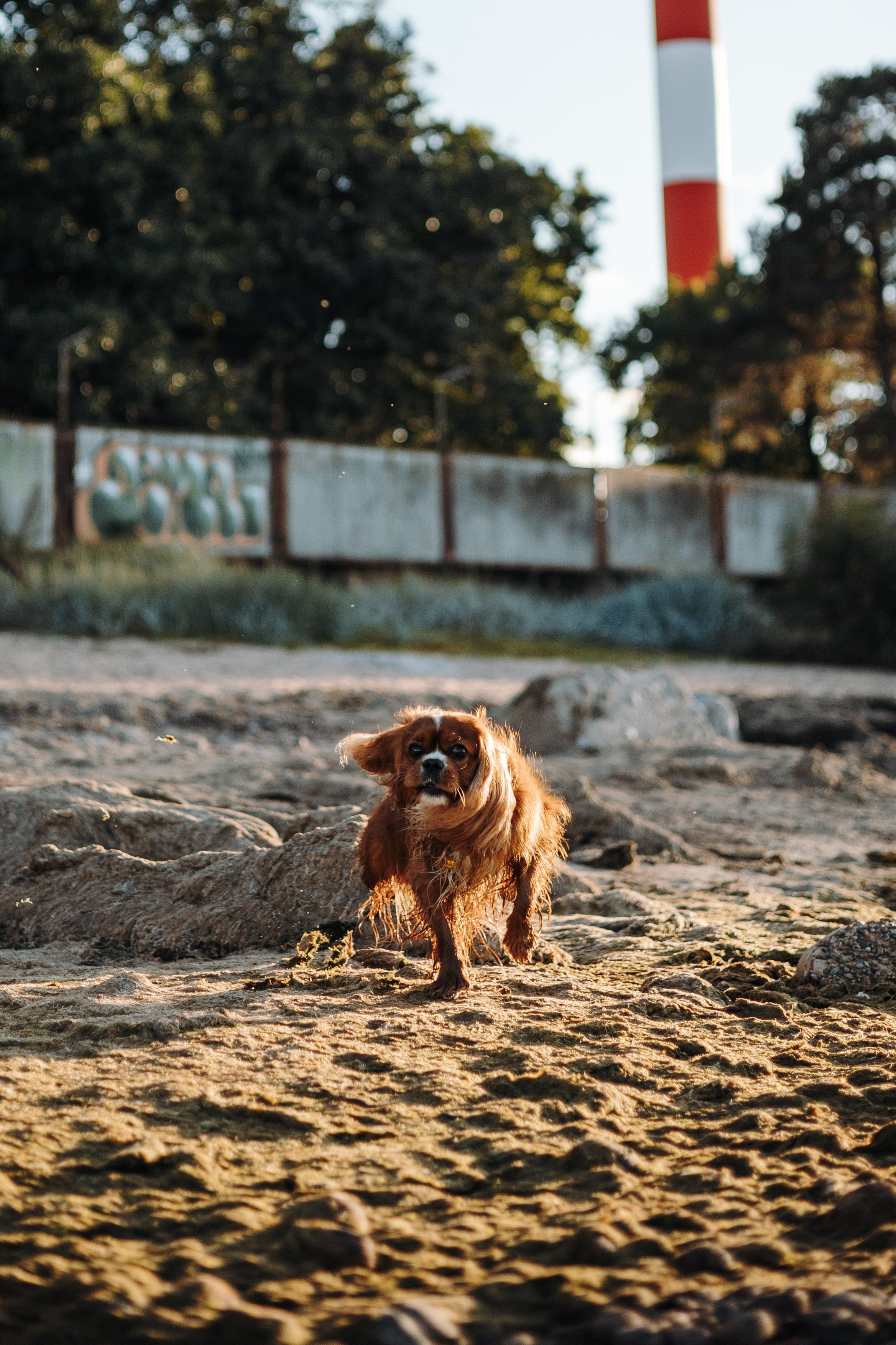 Верон, Гарри и их семья. Фотограф — Анималист | Санкт-Петербург
