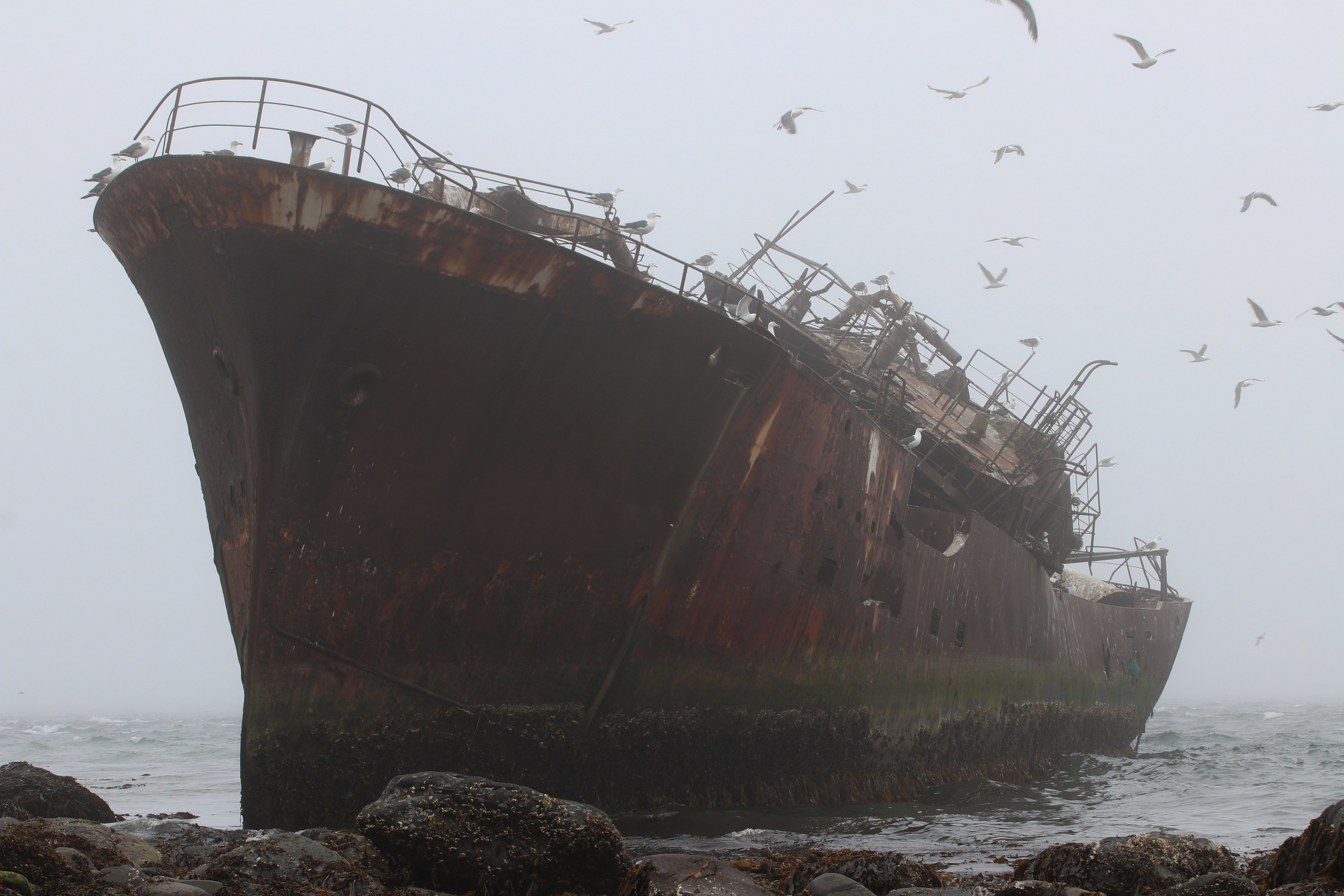Камчатка и о. Парамушир. Июль 2024. Путешественник-фотограф из Санкт-Петербурга Татьяна Свистулина