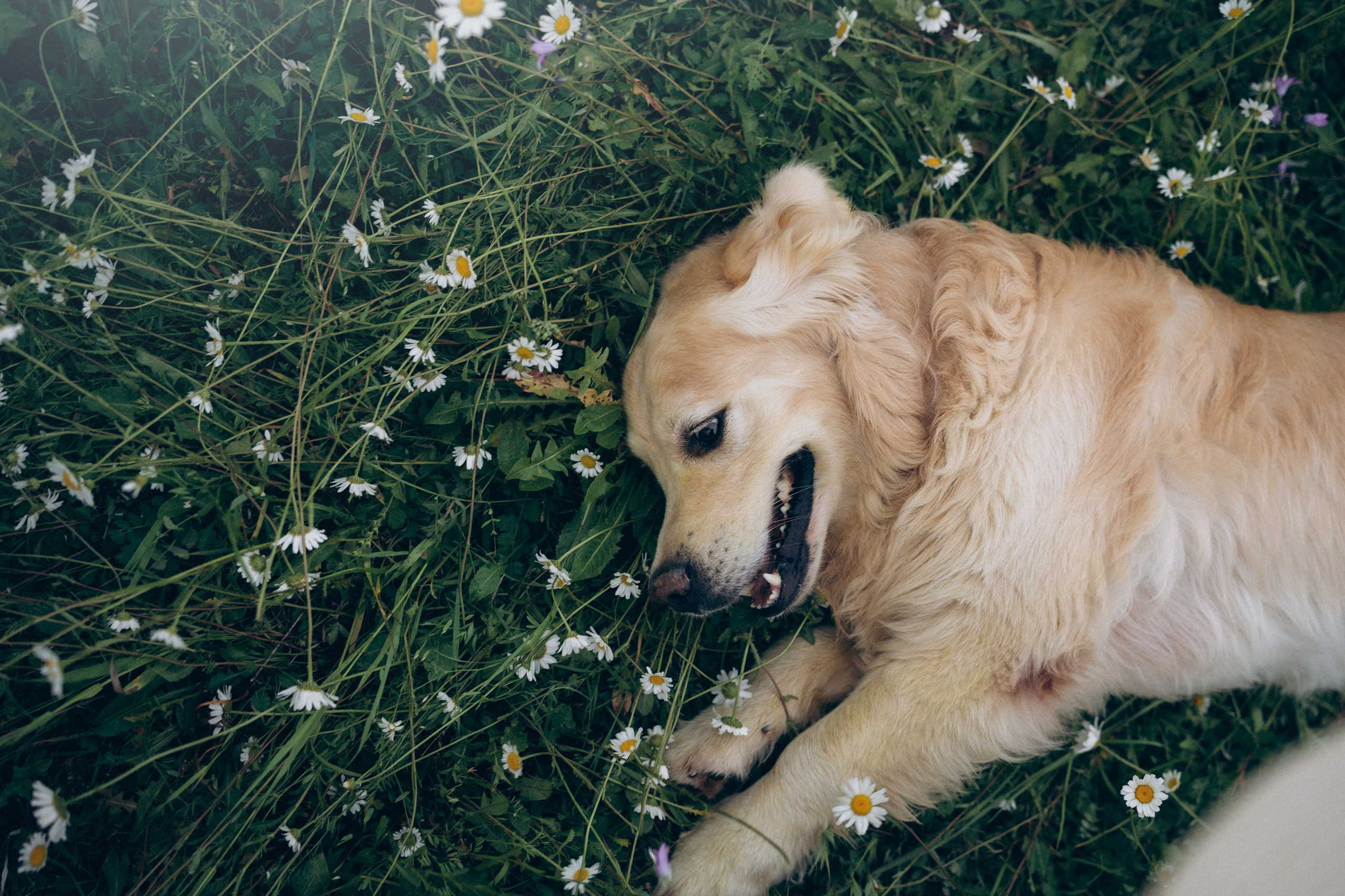 Кристина, Александр, Каролина, Владлен и Космос. Фотограф анималист в Москве и Санкт-Петербурге Свиридова Анна