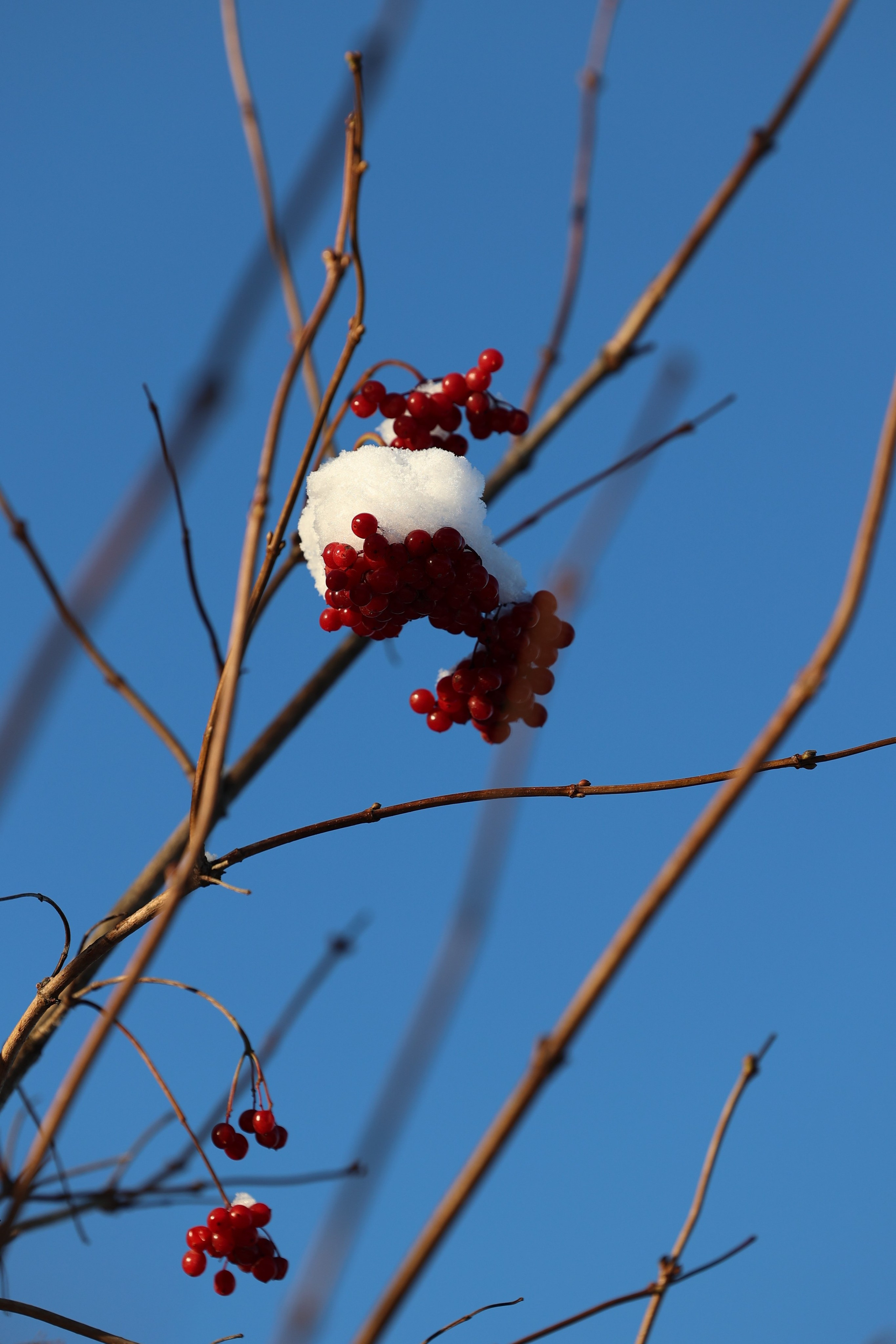 Любимое. Фотограф в Санкт-Петербурге Анна Сосновская