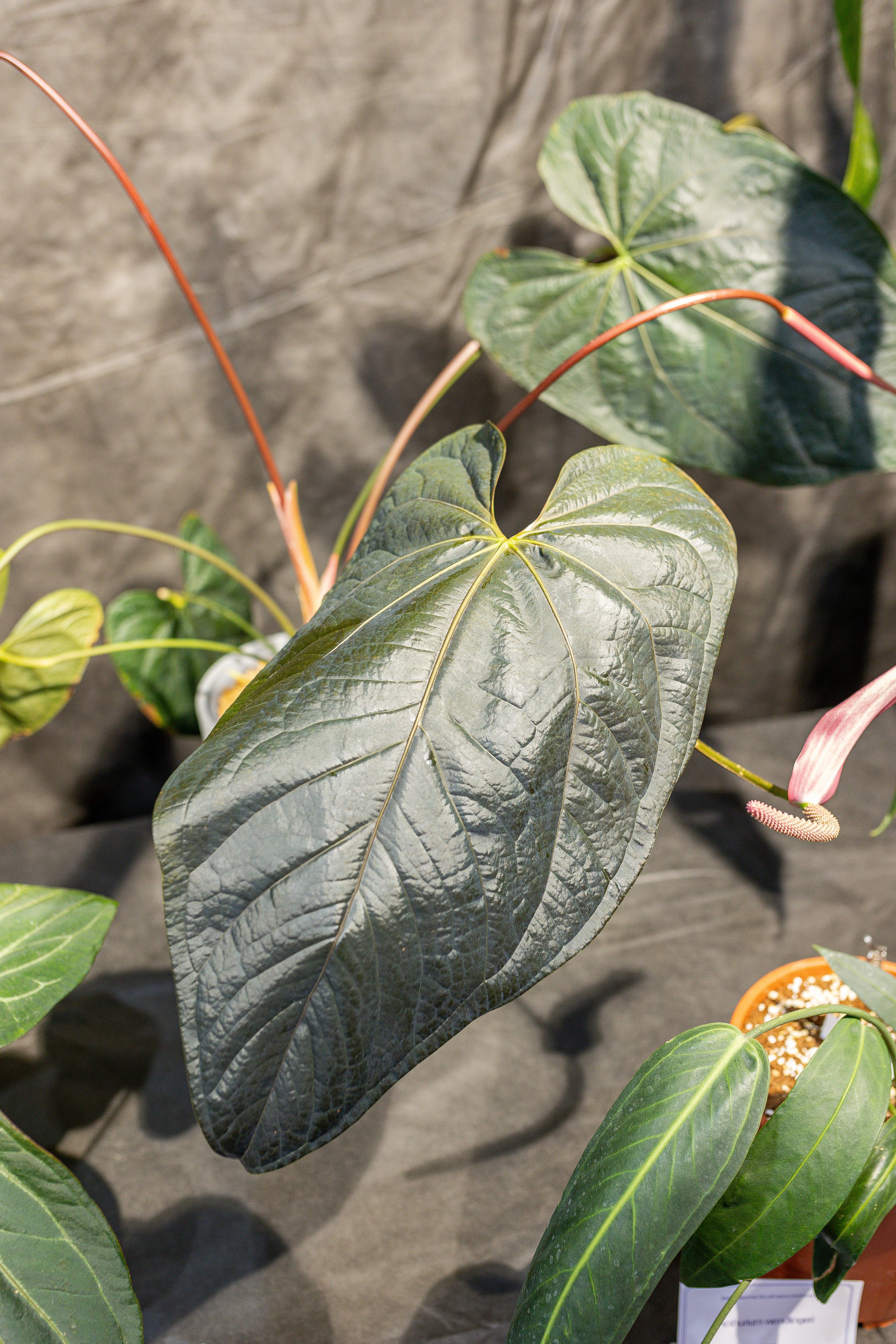 Монстериум апрель 2026. Александра Куликова фотограф, Москва