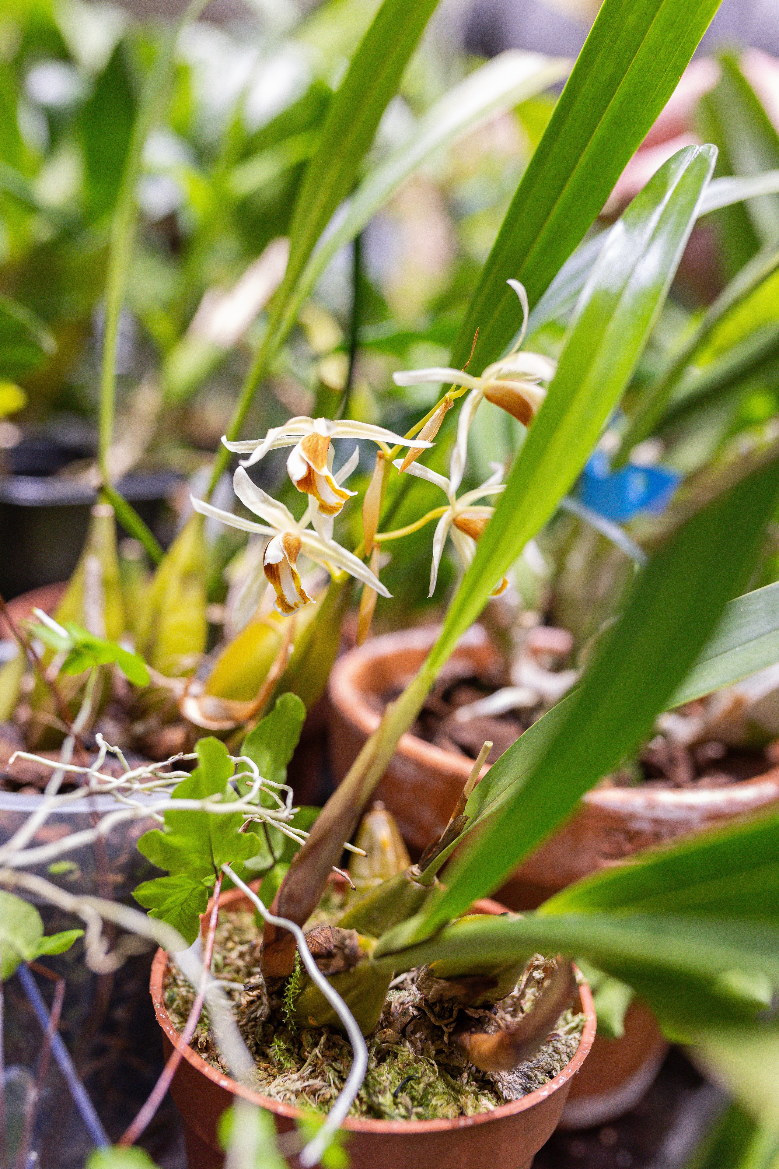 Орхидиум 12.2025. Александра Куликова фотограф, Москва