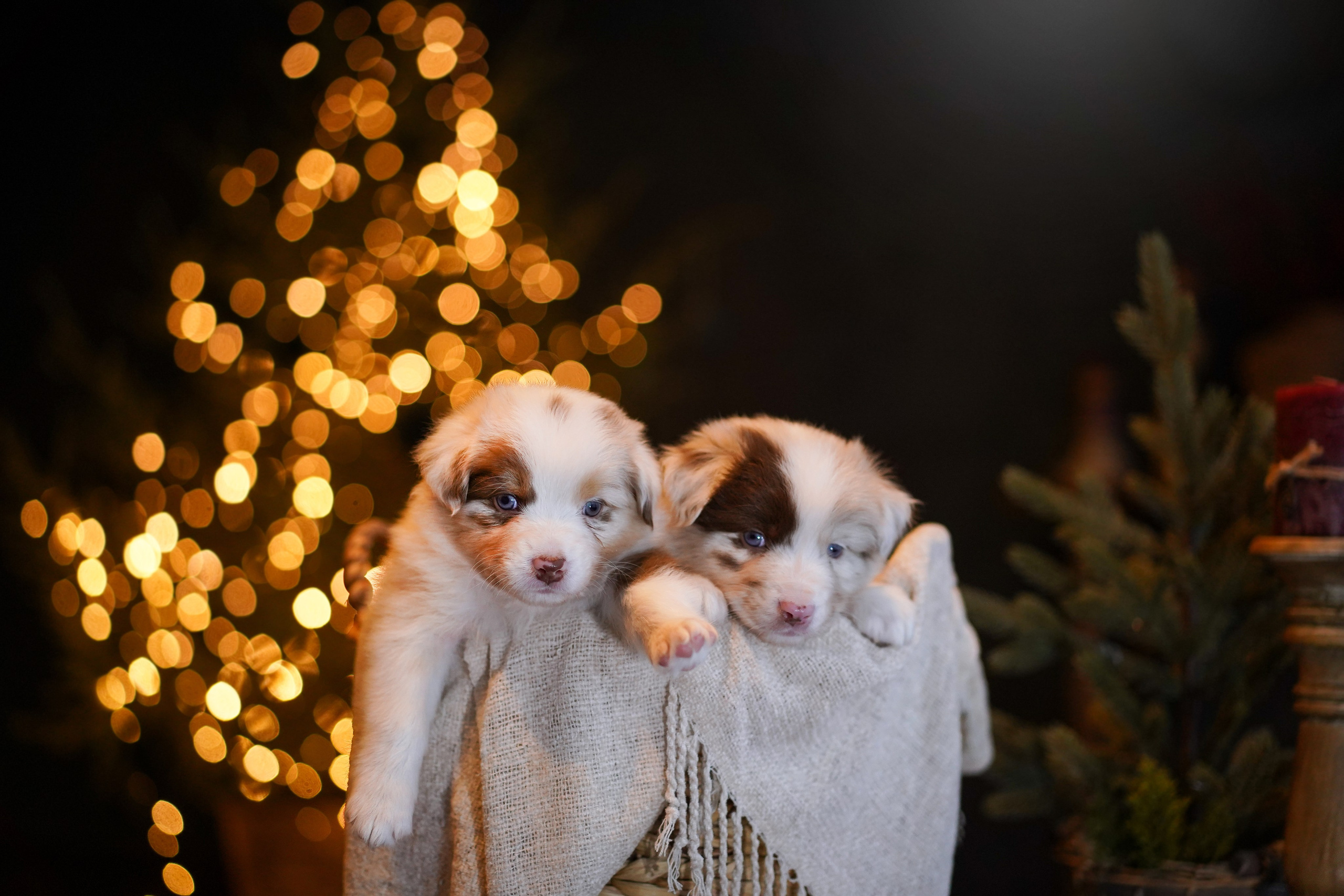 Съемка щеночков в студии. Фотограф-анималист в Санкт-Петербурге Яна Мартынова
