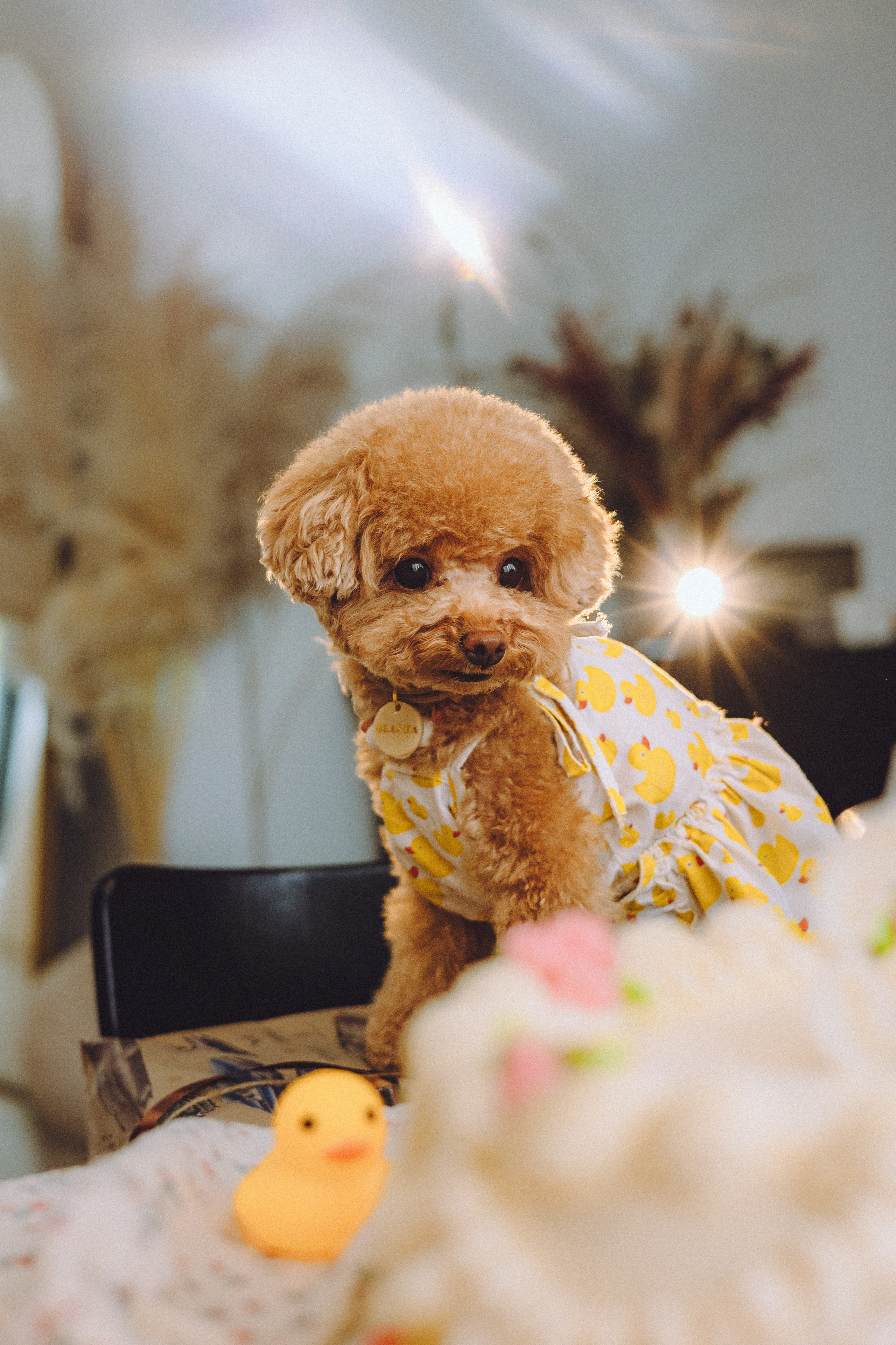 День Рождения пуделя Глаши