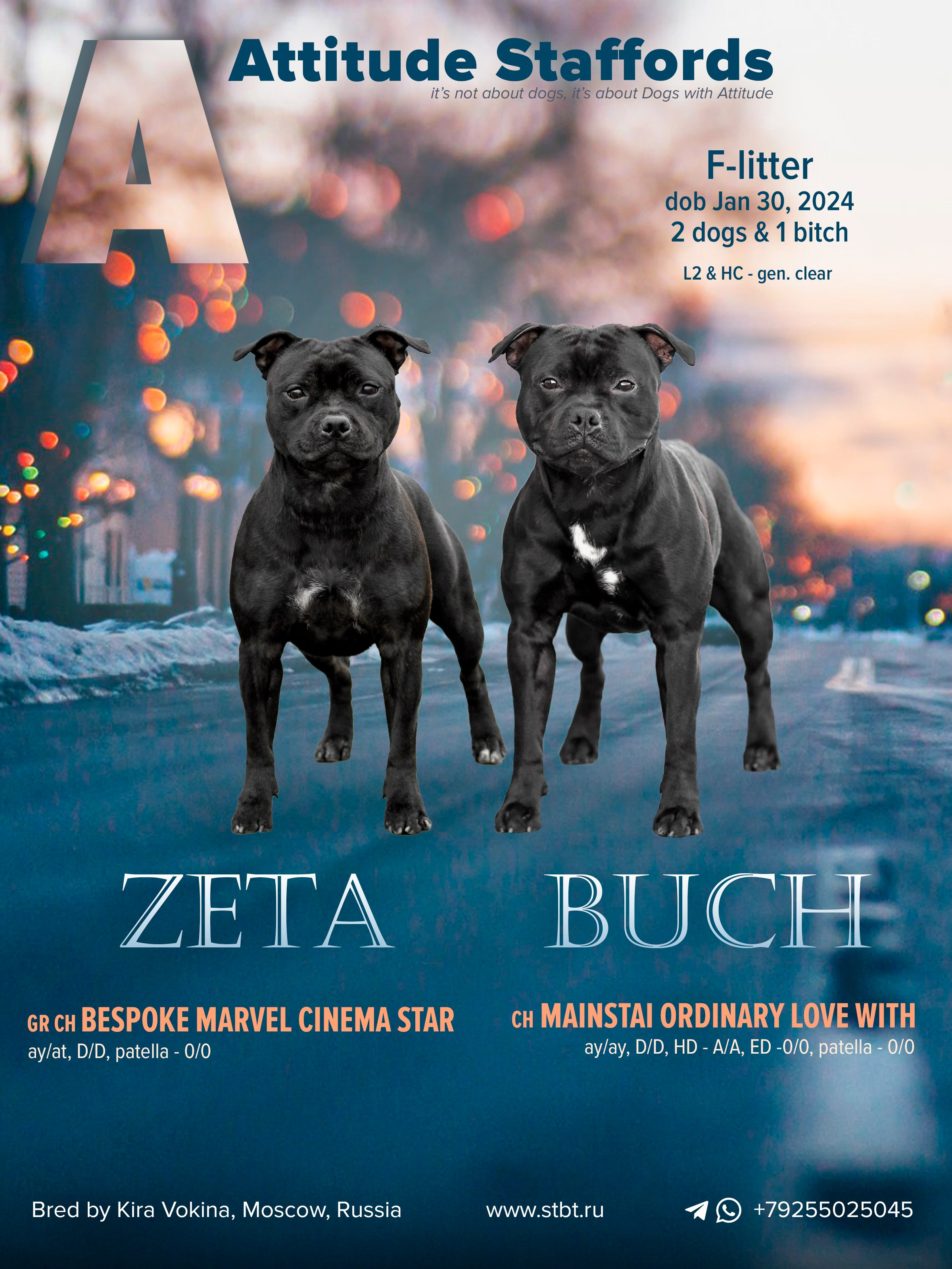 Дизайн. Фотограф-анималист в Калуге Мария Шерскова