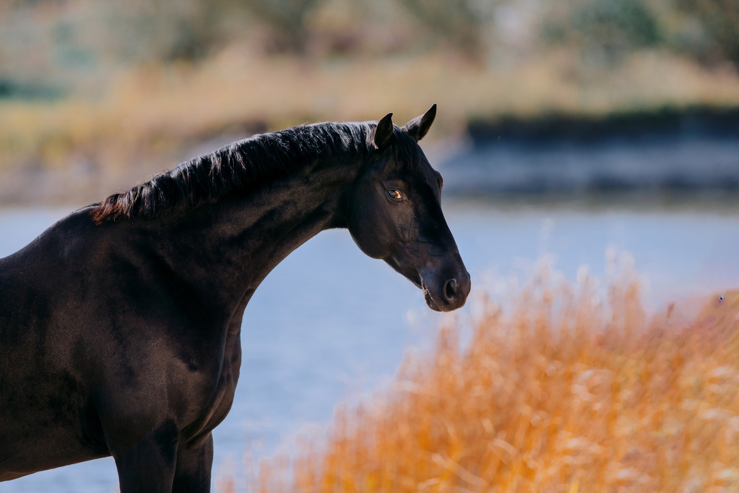 На природе. Фотограф-анималист Ксендзова Кристина