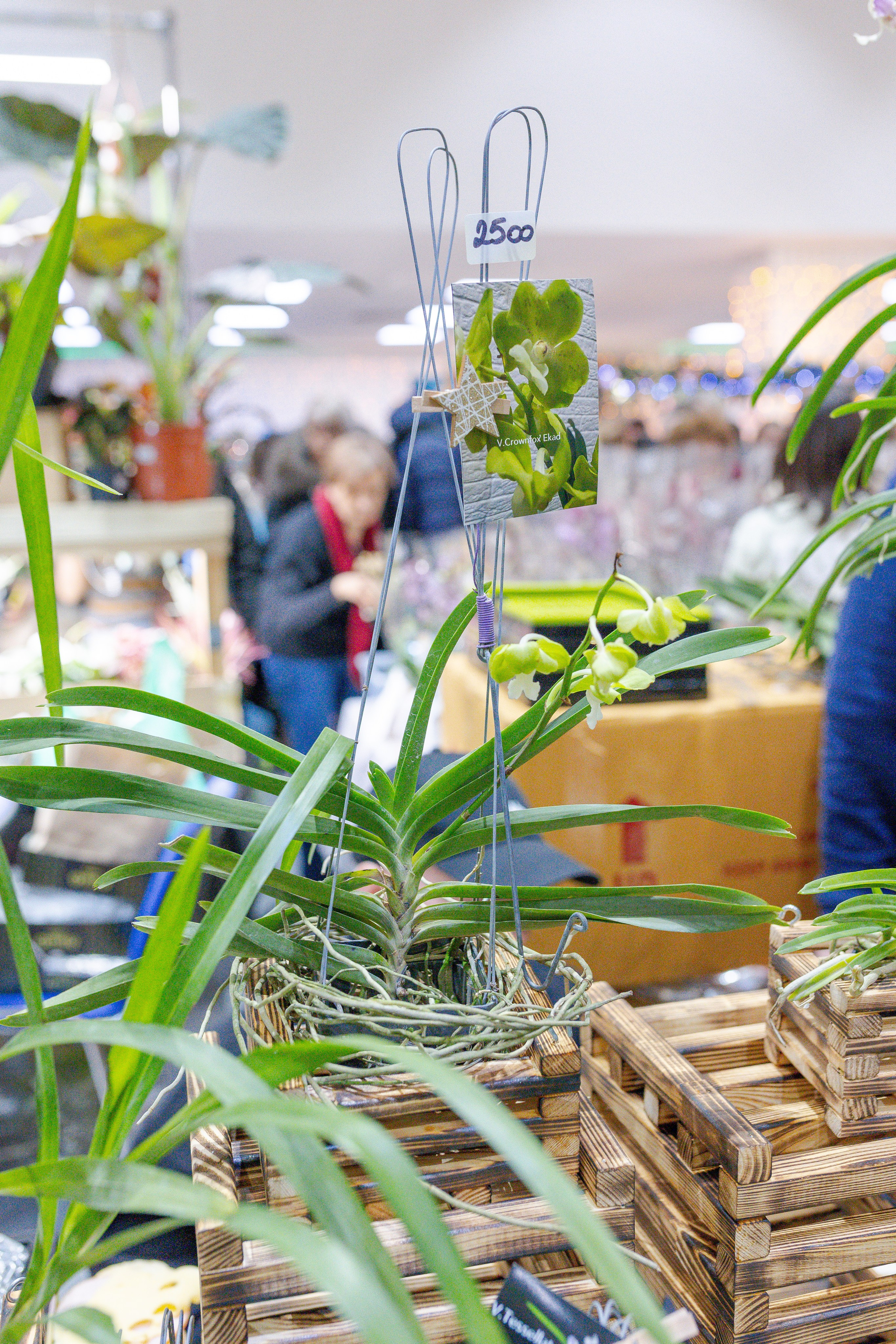 Орхидиум 12.2025. Александра Куликова фотограф, Москва