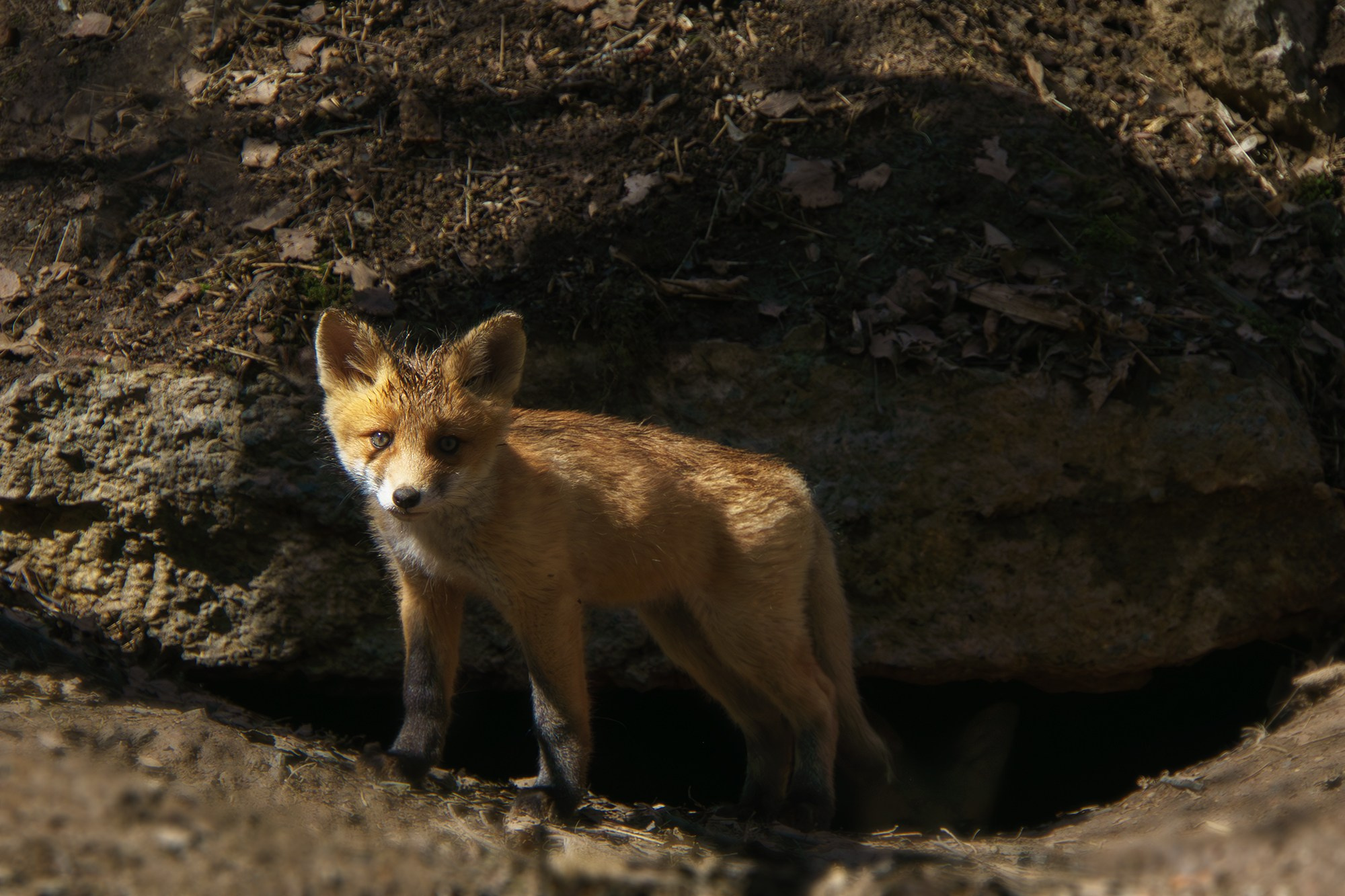 Животные. Ваш личный фотограф Марина Волкова