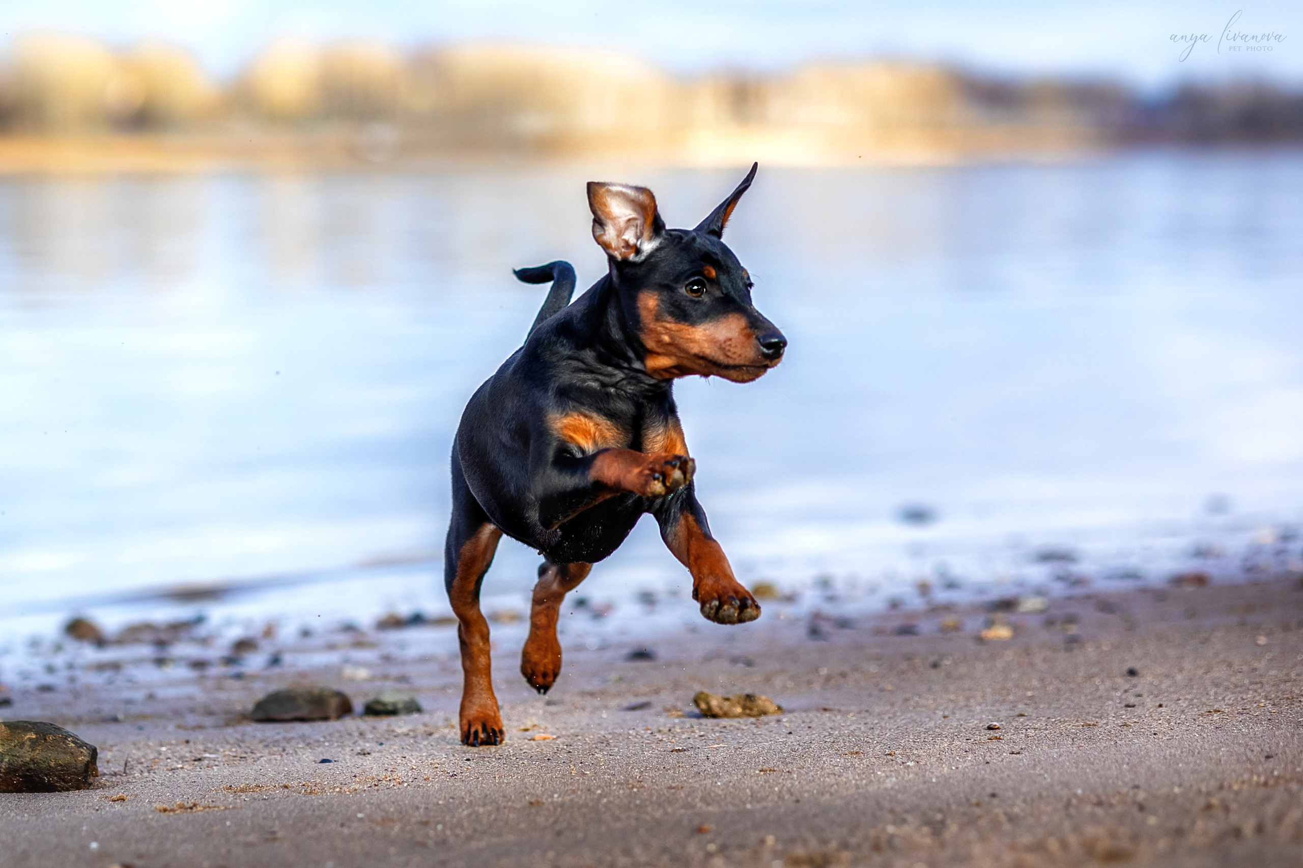 Баффи. Фотограф анималист Аня Ливанова | Рыбинск