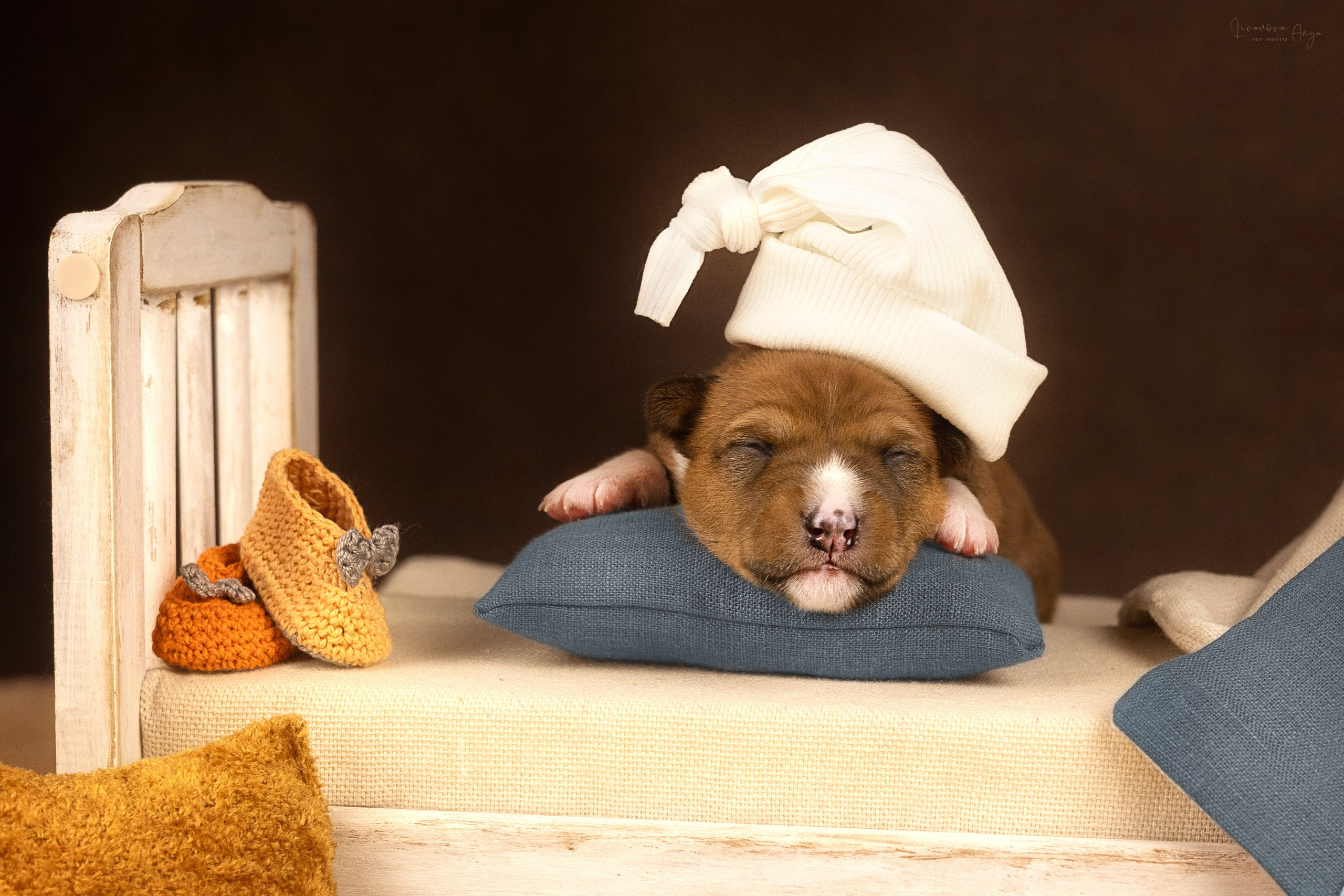 Басеньки. Фотограф анималист Аня Ливанова | Рыбинск