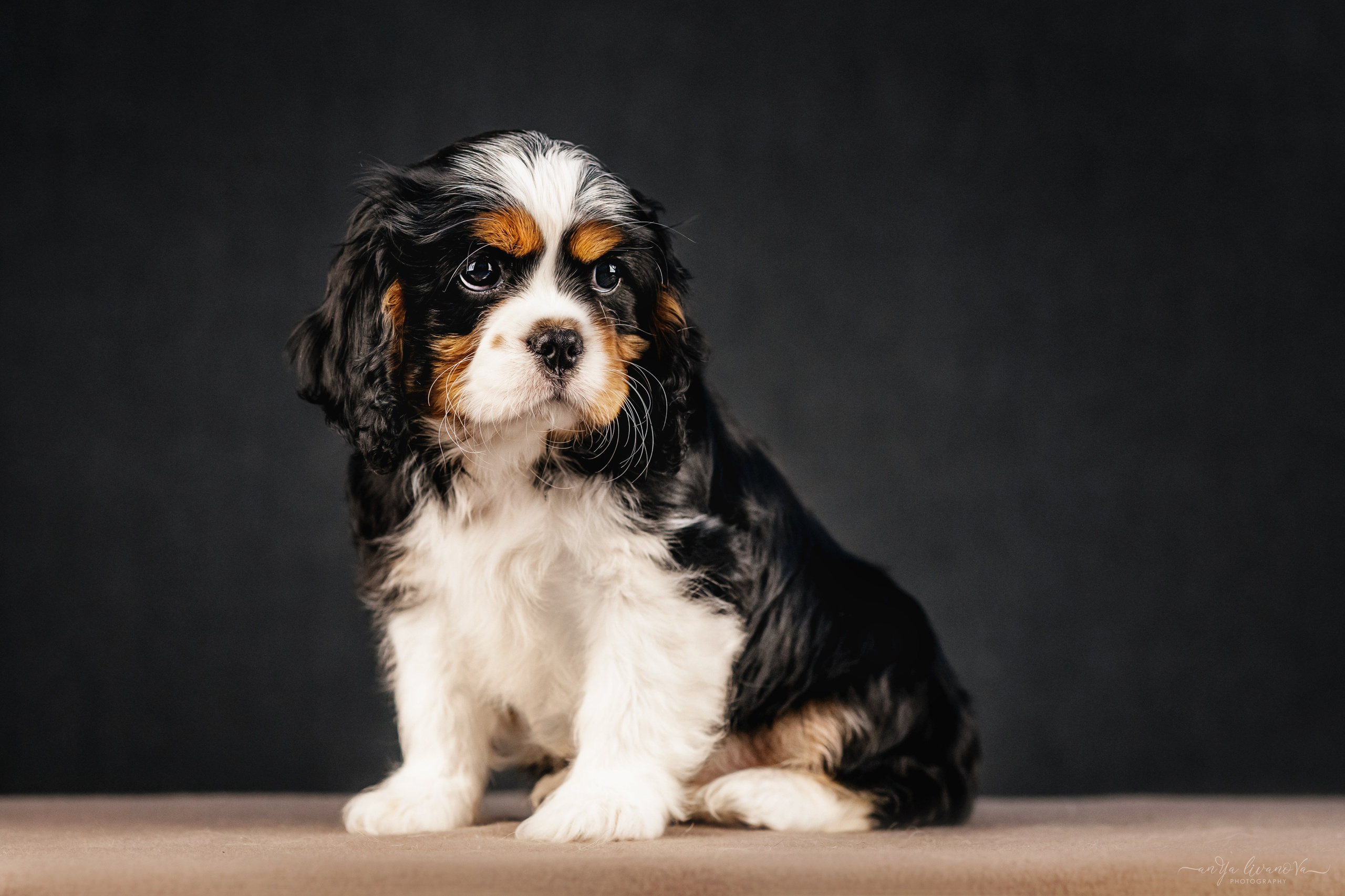 Кавалерчики. Фотограф анималист Аня Ливанова | Рыбинск