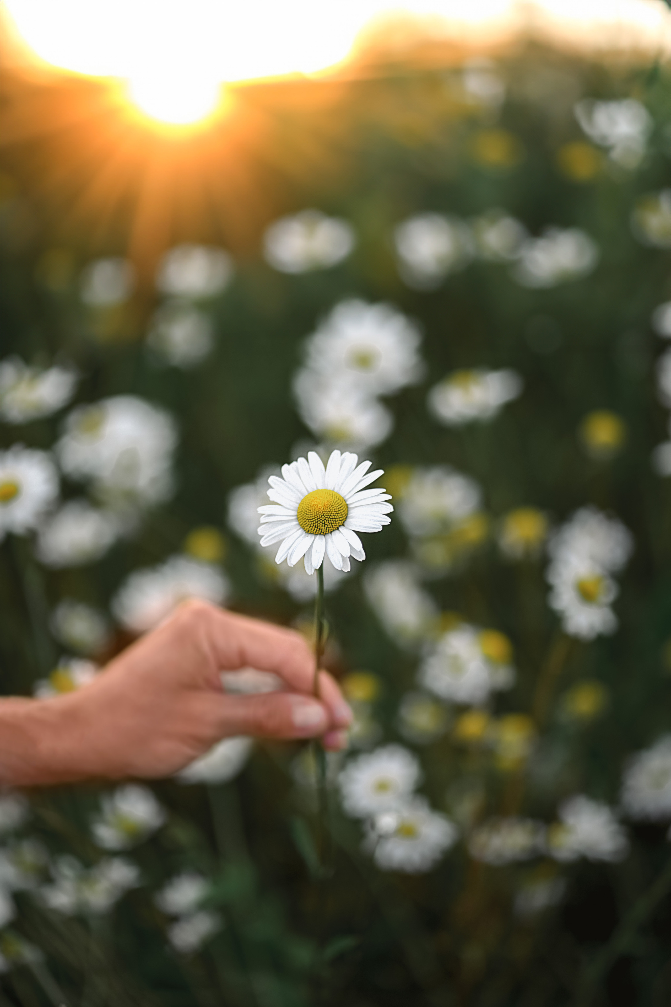 Натали. Елена Новикова фотограф и видеограф в Москве