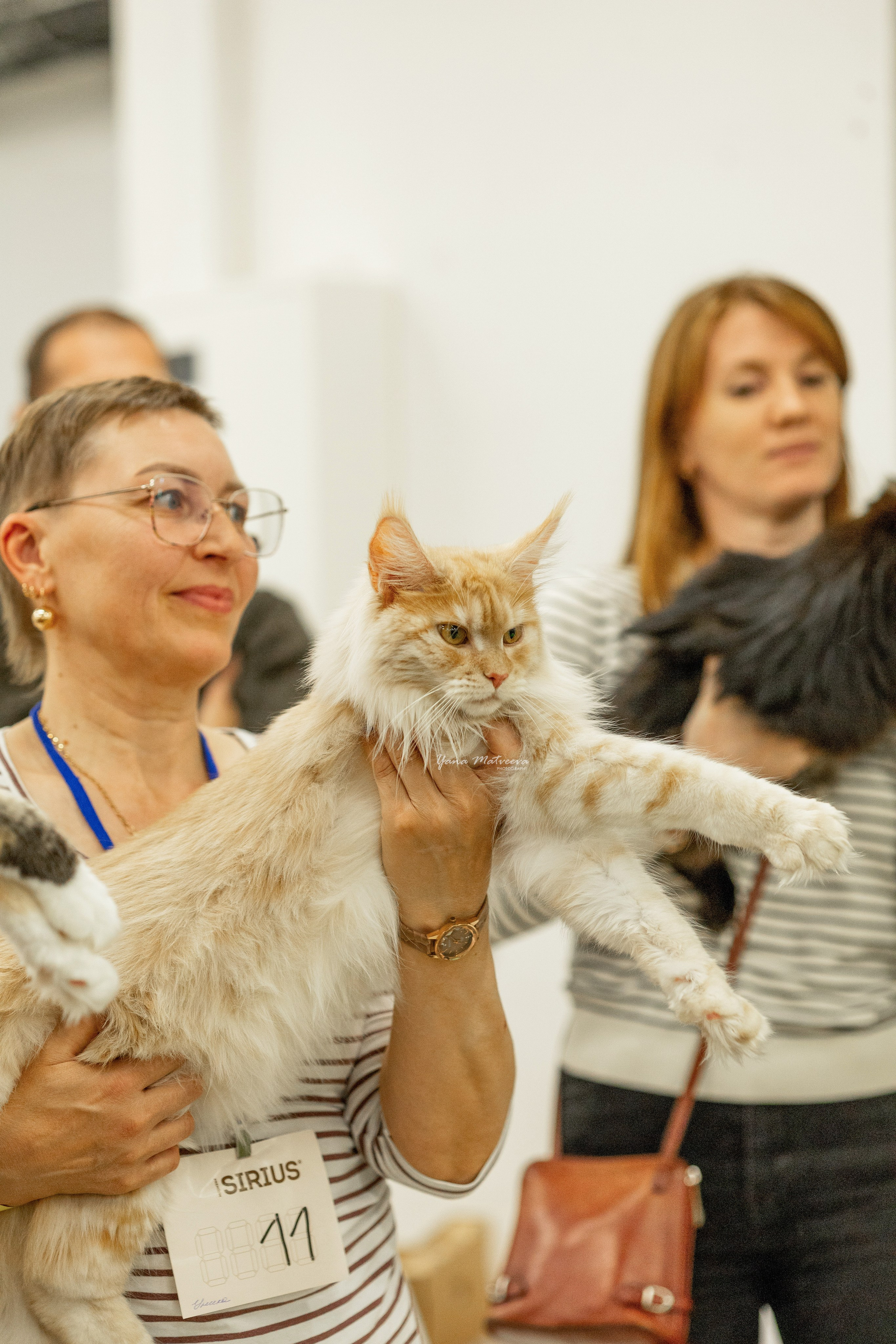 Кошки. Фотограф Яна Матвеева в Ижевске