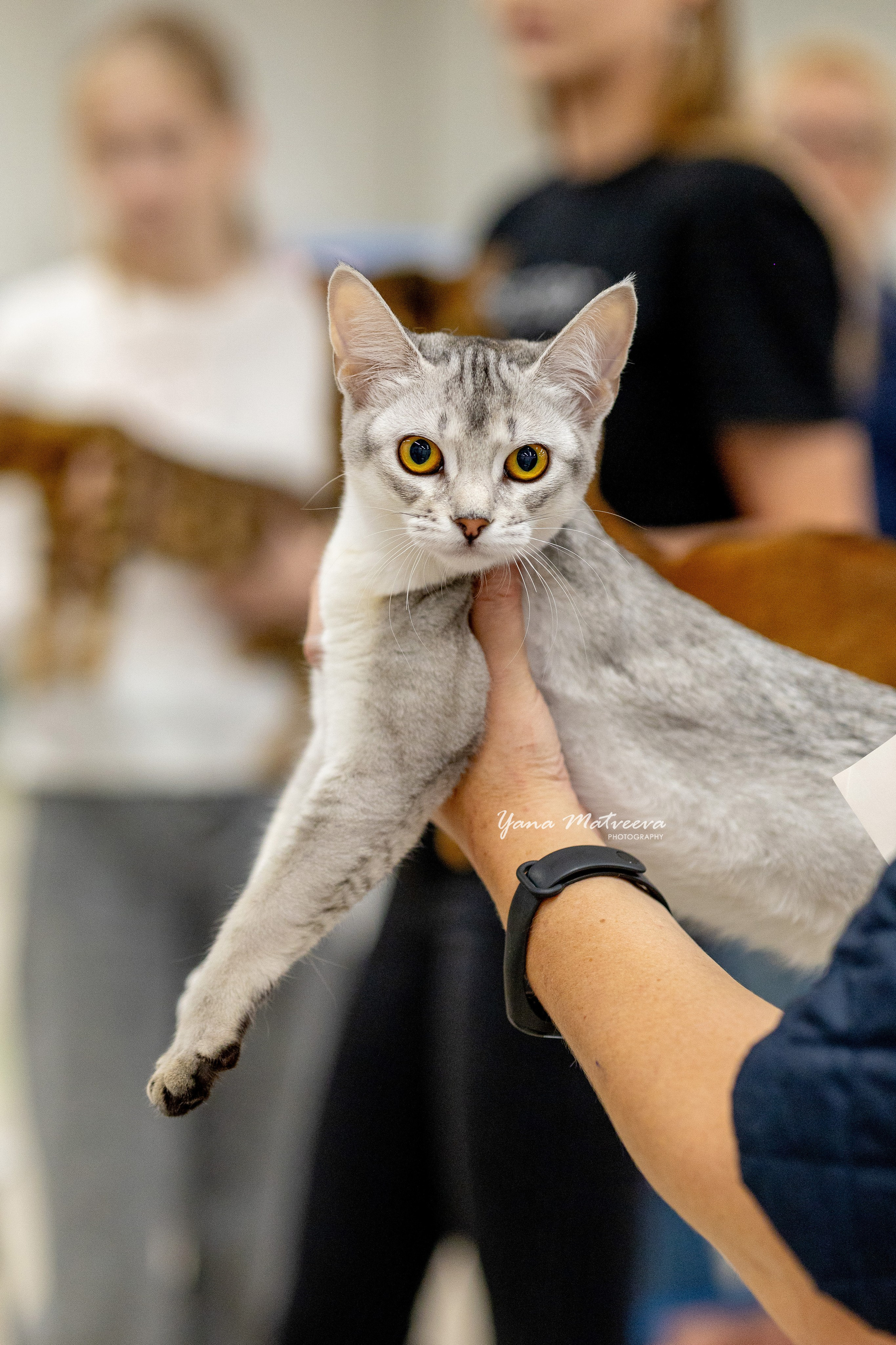 Кошки. Фотограф Яна Матвеева в Ижевске